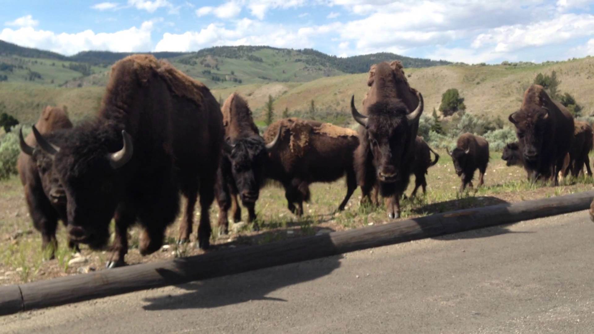Huge herd of Bison cross the road at Yellowstone! - YouTube