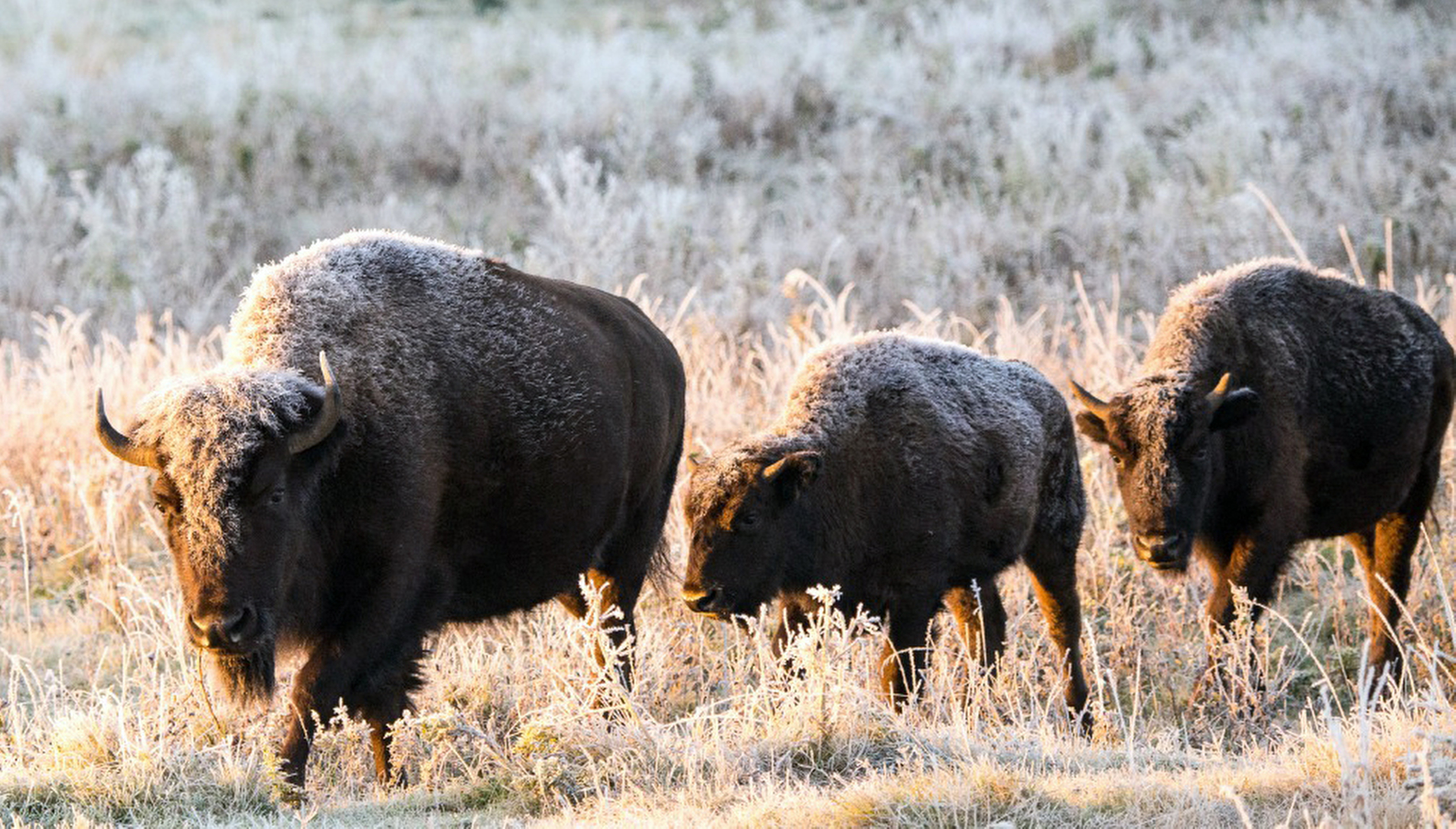 Offspring of bison herd shipped to Alberta 140 years ago set to roam ...