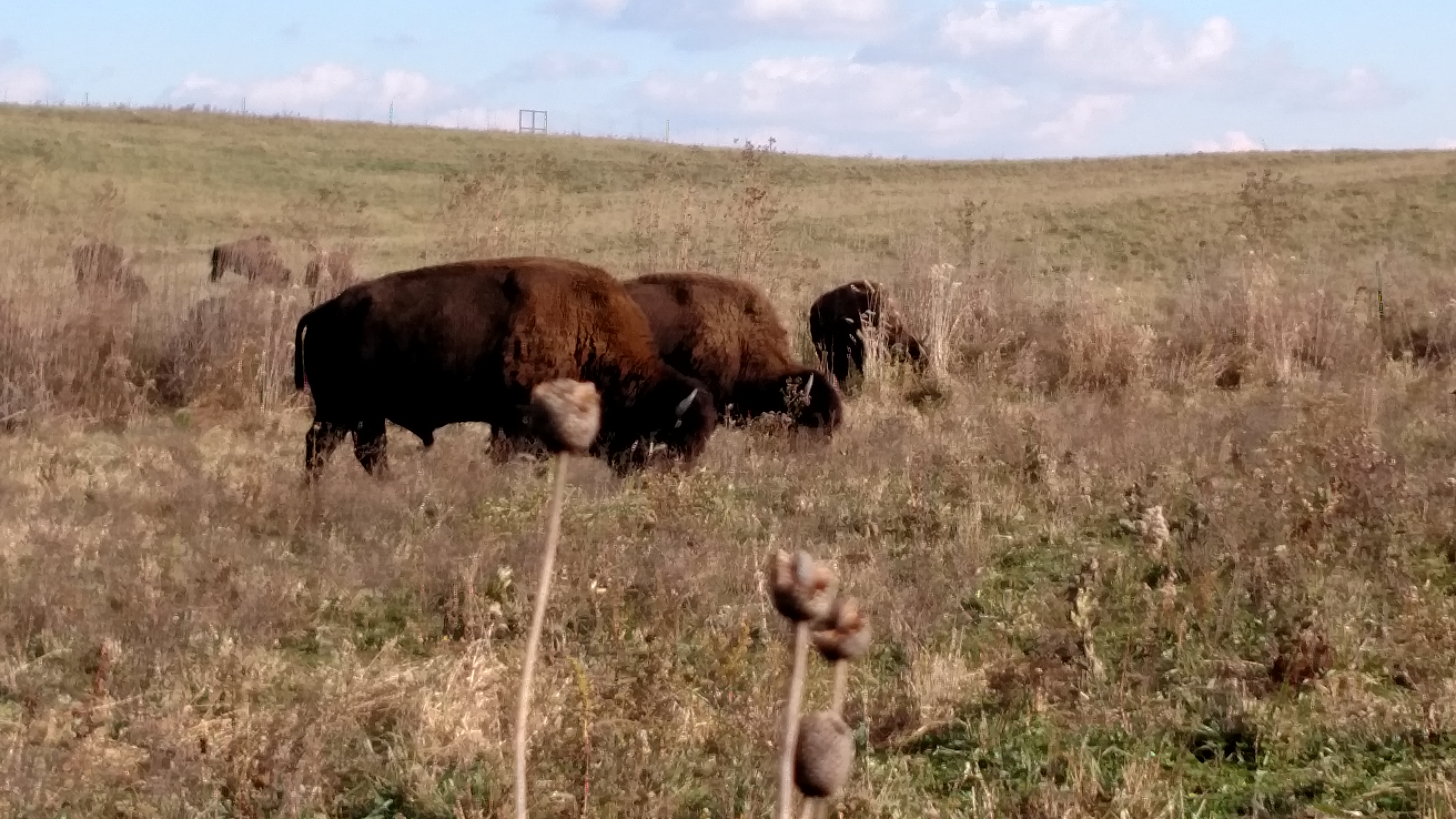 Grunting bison, sniffing bulls: Nachusa Grasslands | Chicago Sun-Times