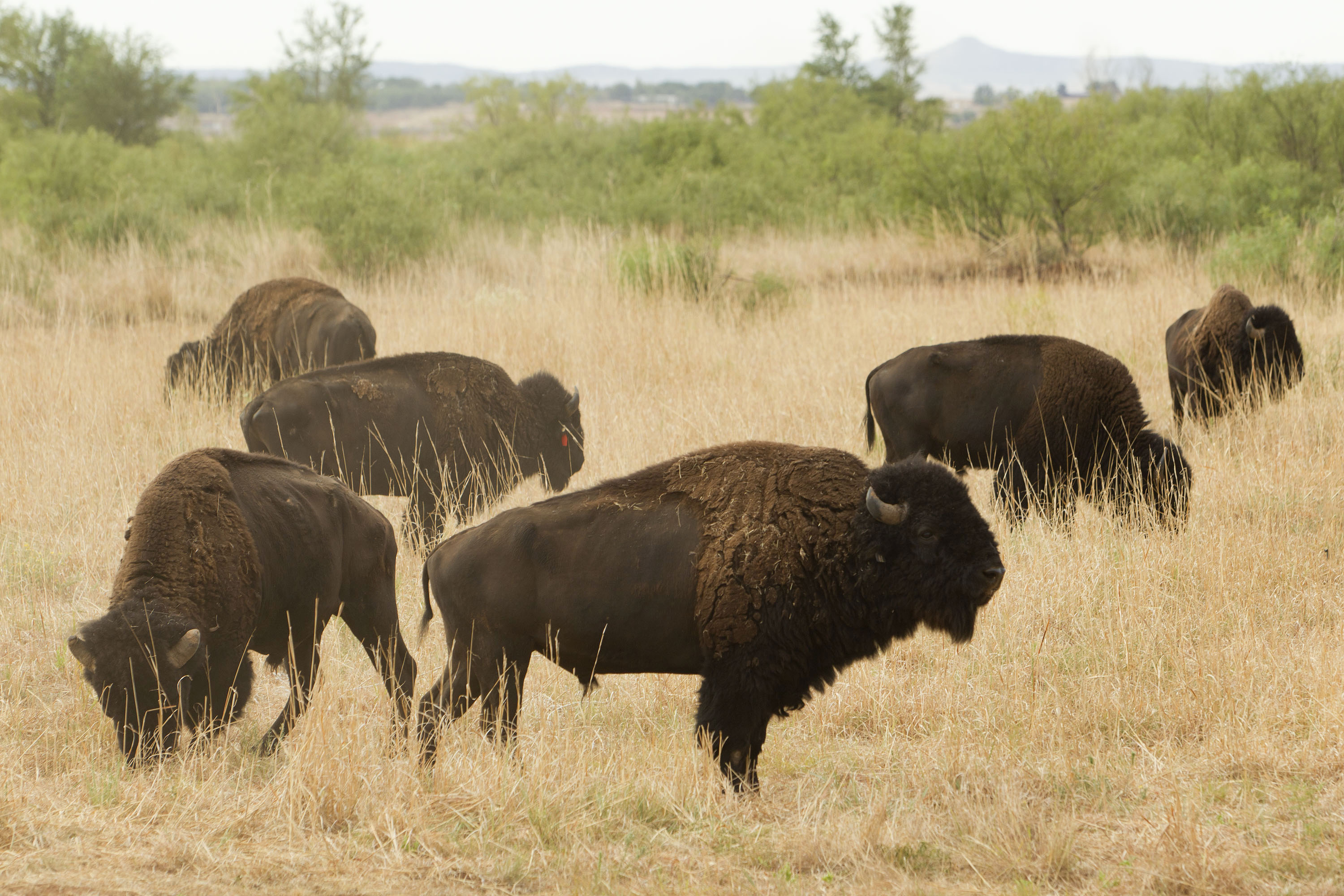 Texas bison herd will have an expanded home to roam - Pete Thomas ...