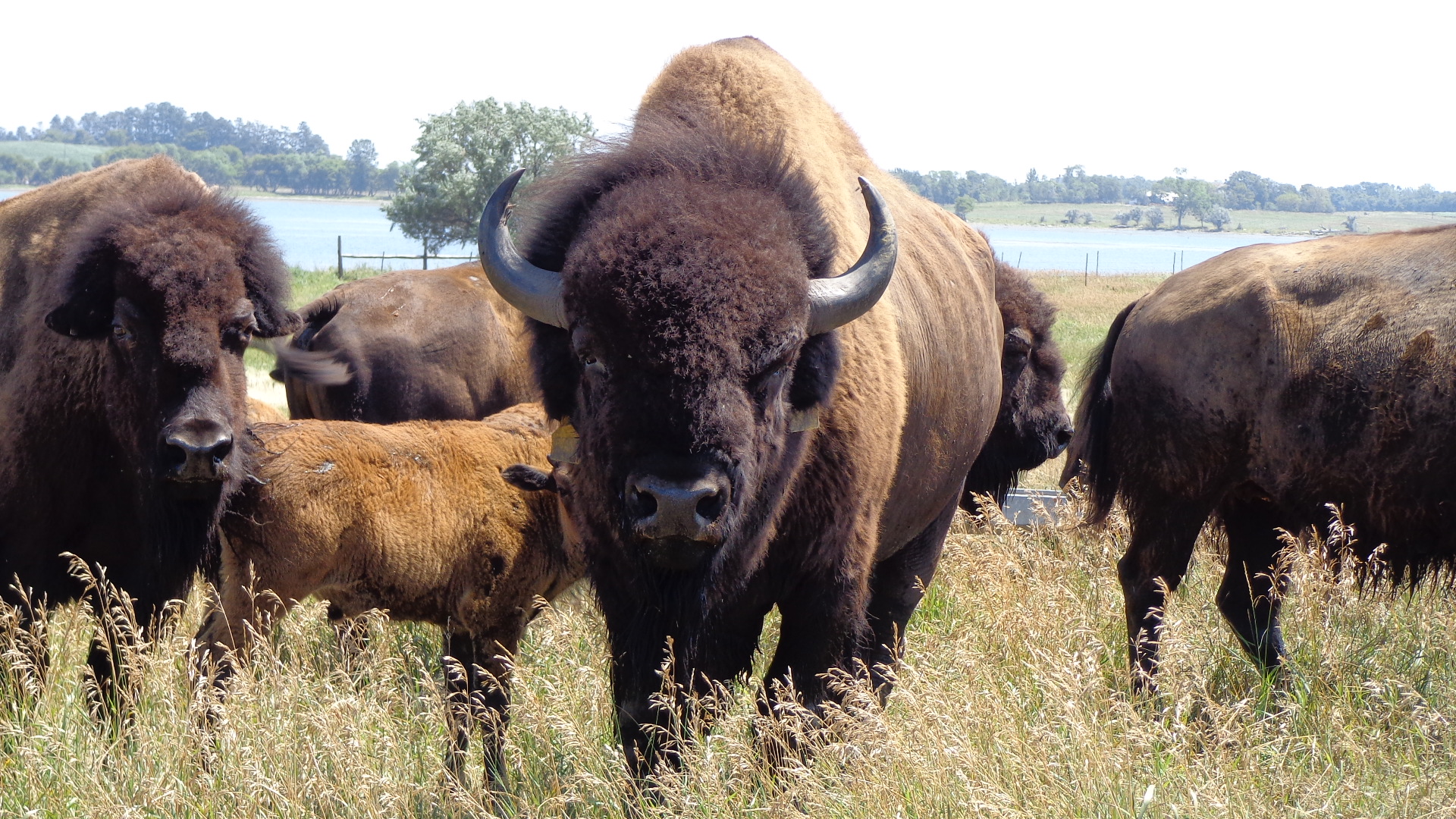Bison Herd HD Wallpaper, Background Images