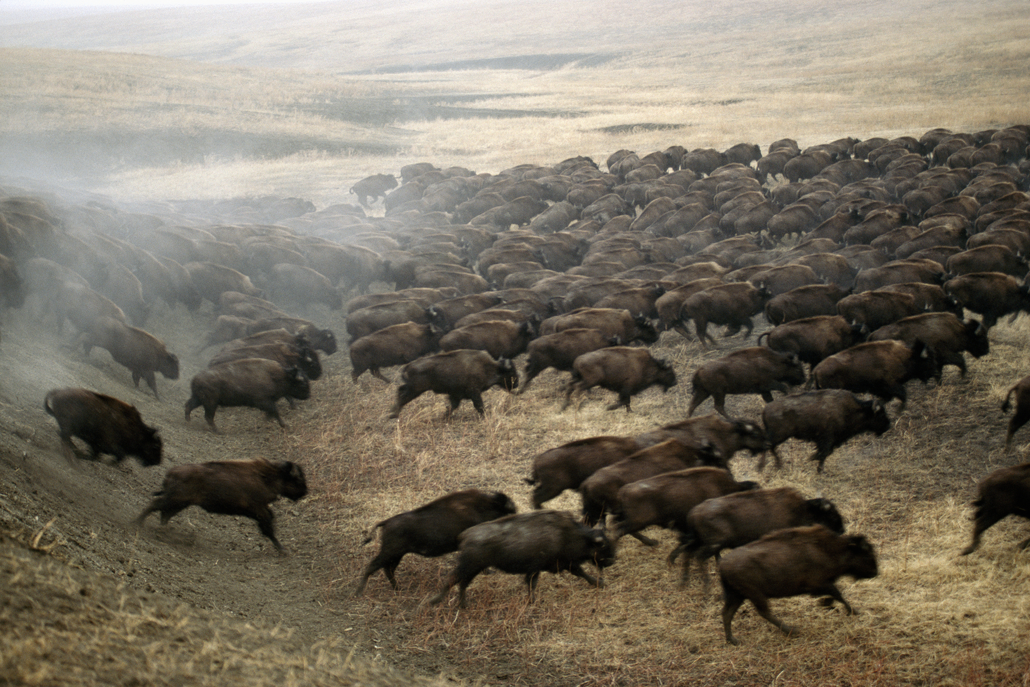 American Symbol: National Geographic's Best Bison Pictures