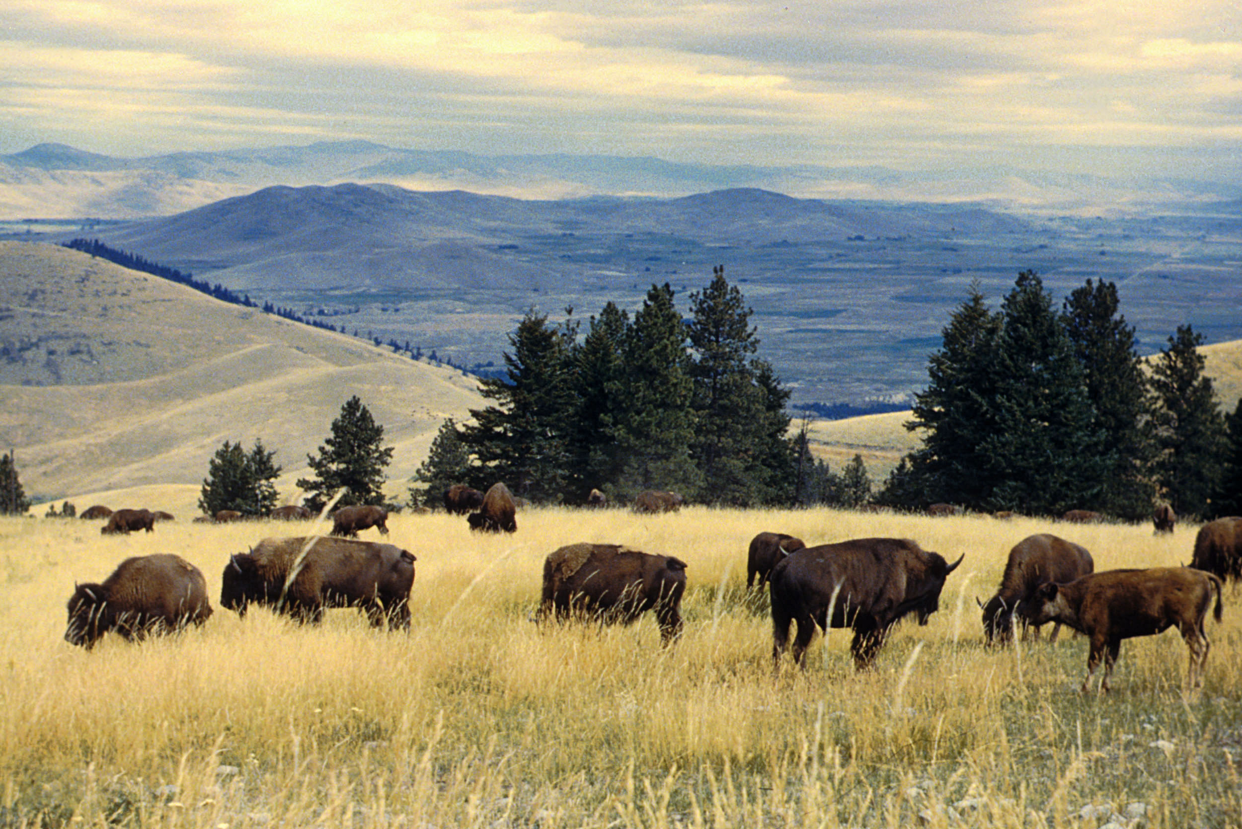 File:Bison herd grazing at the National Bison Range.jpg - Wikimedia ...