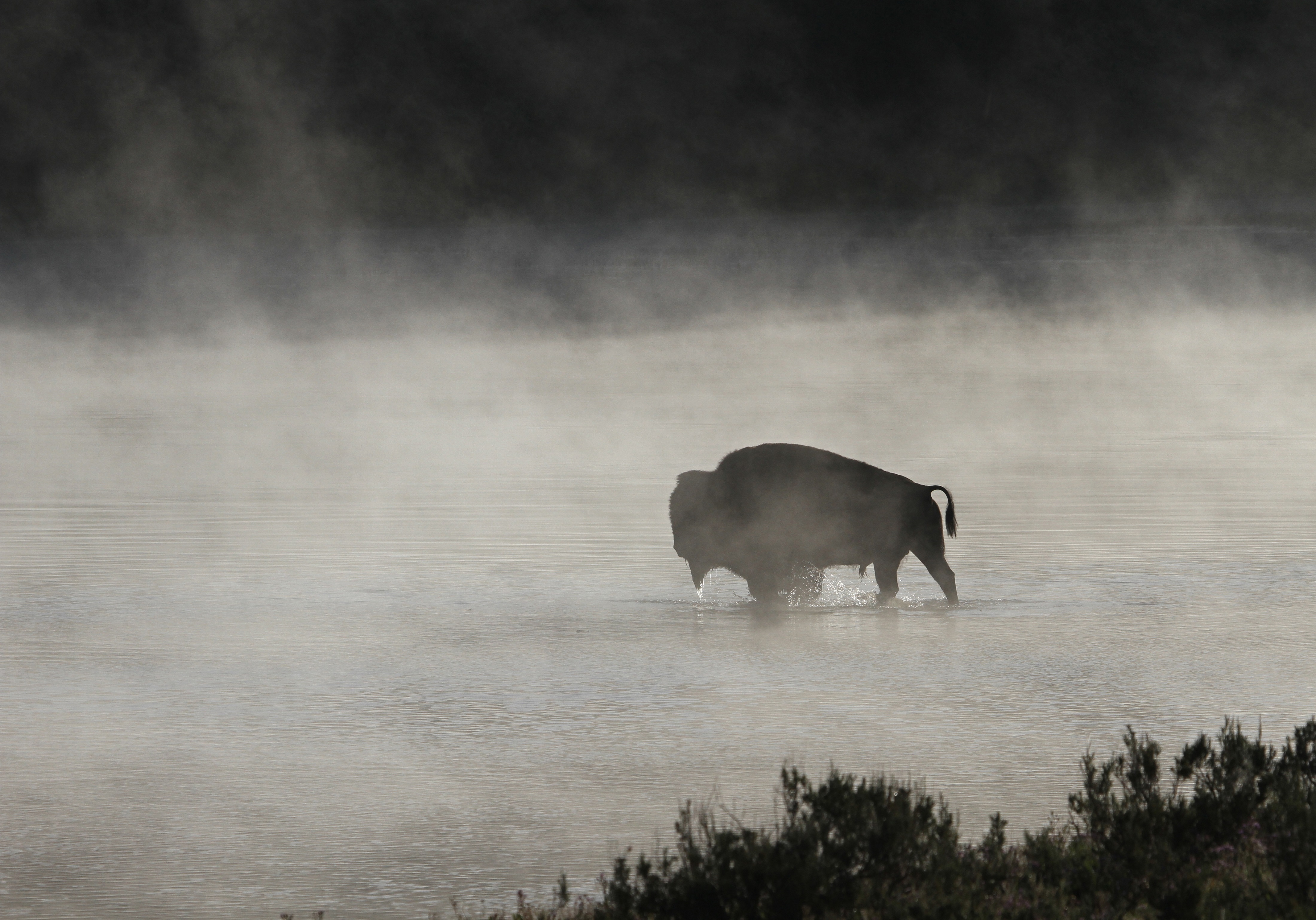 Bison in the river photo