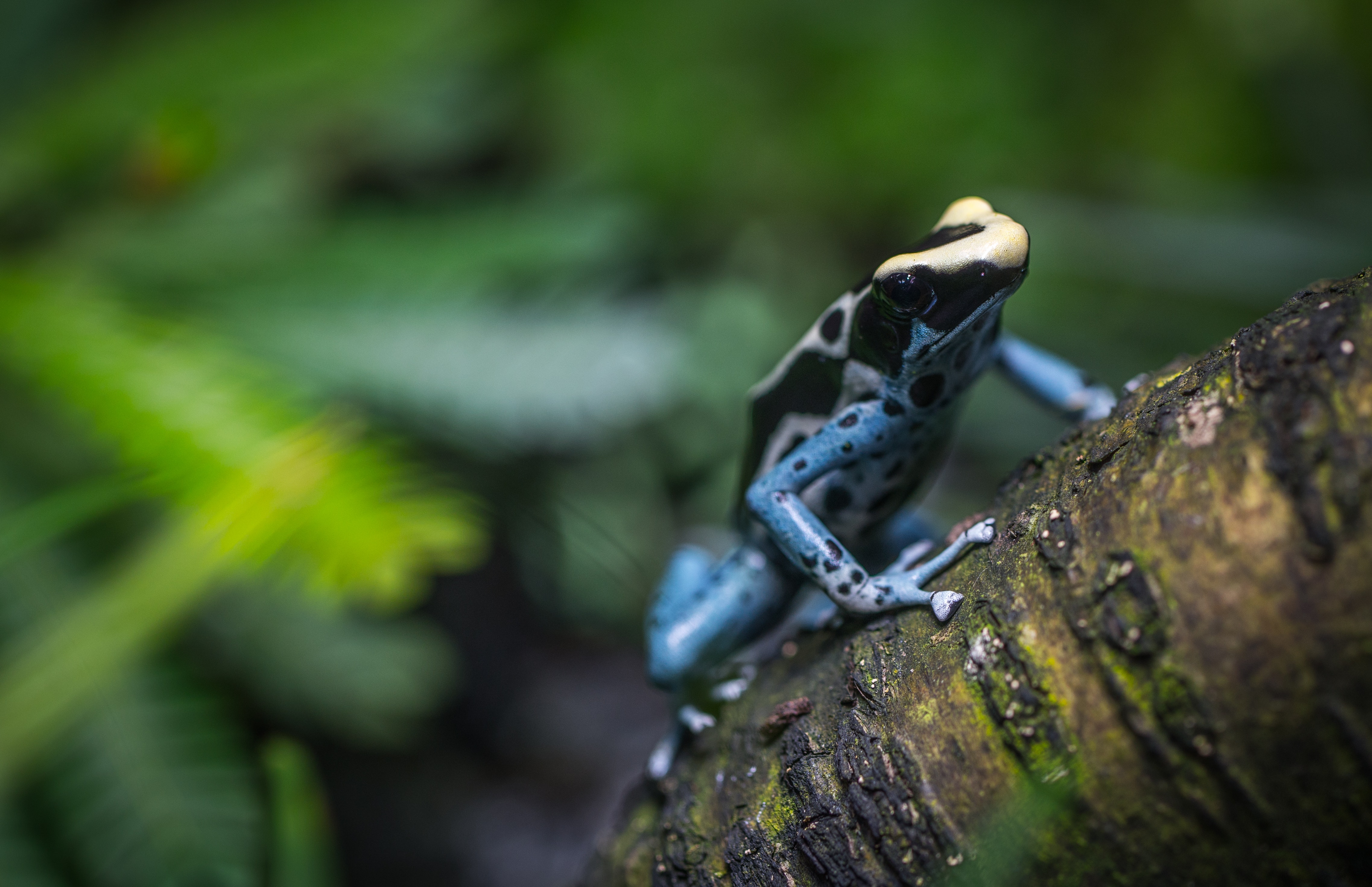 Black and brown frog on three branch photo
