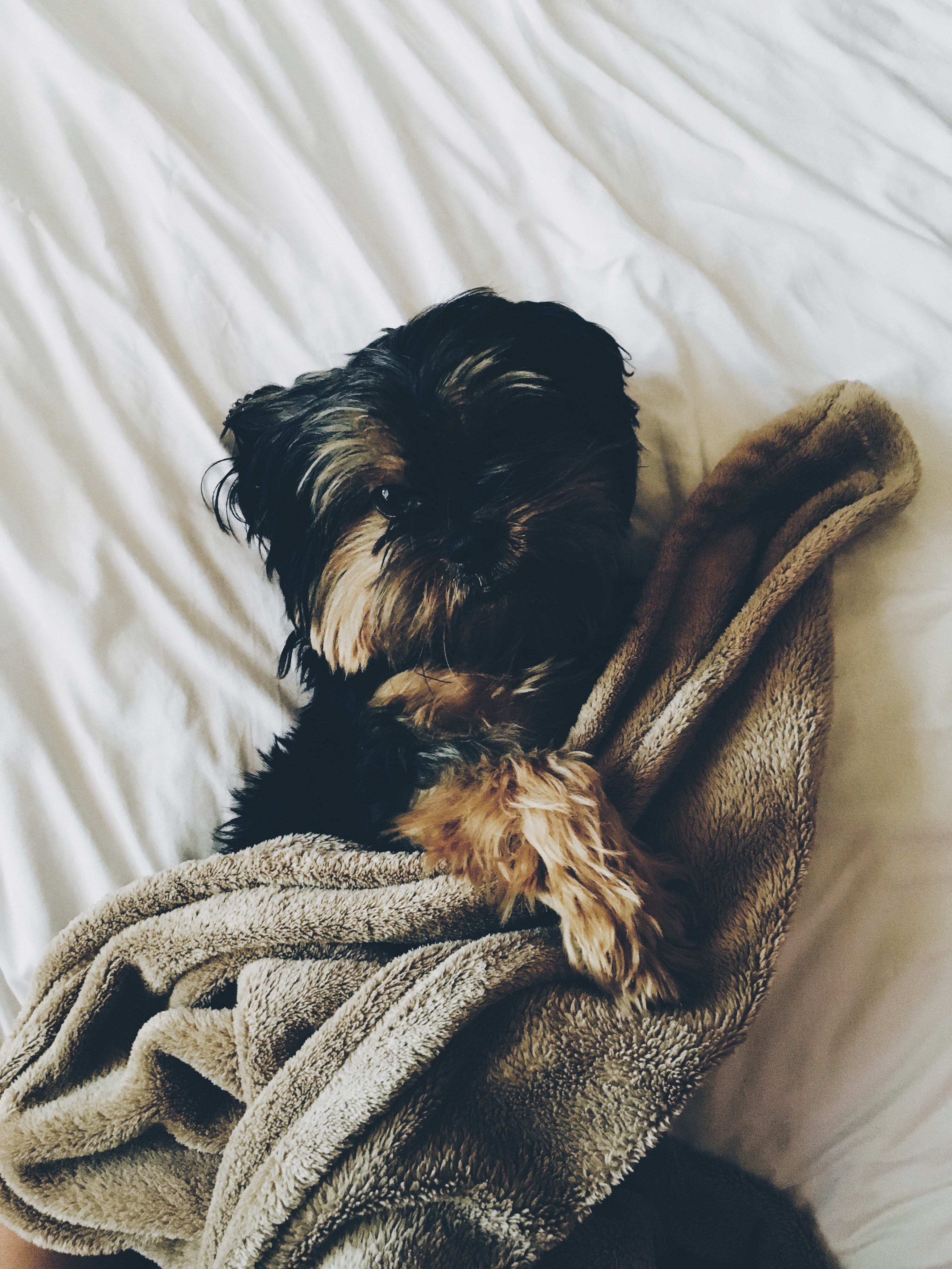 Black and brown yorkie laying on bed with brown towel photo