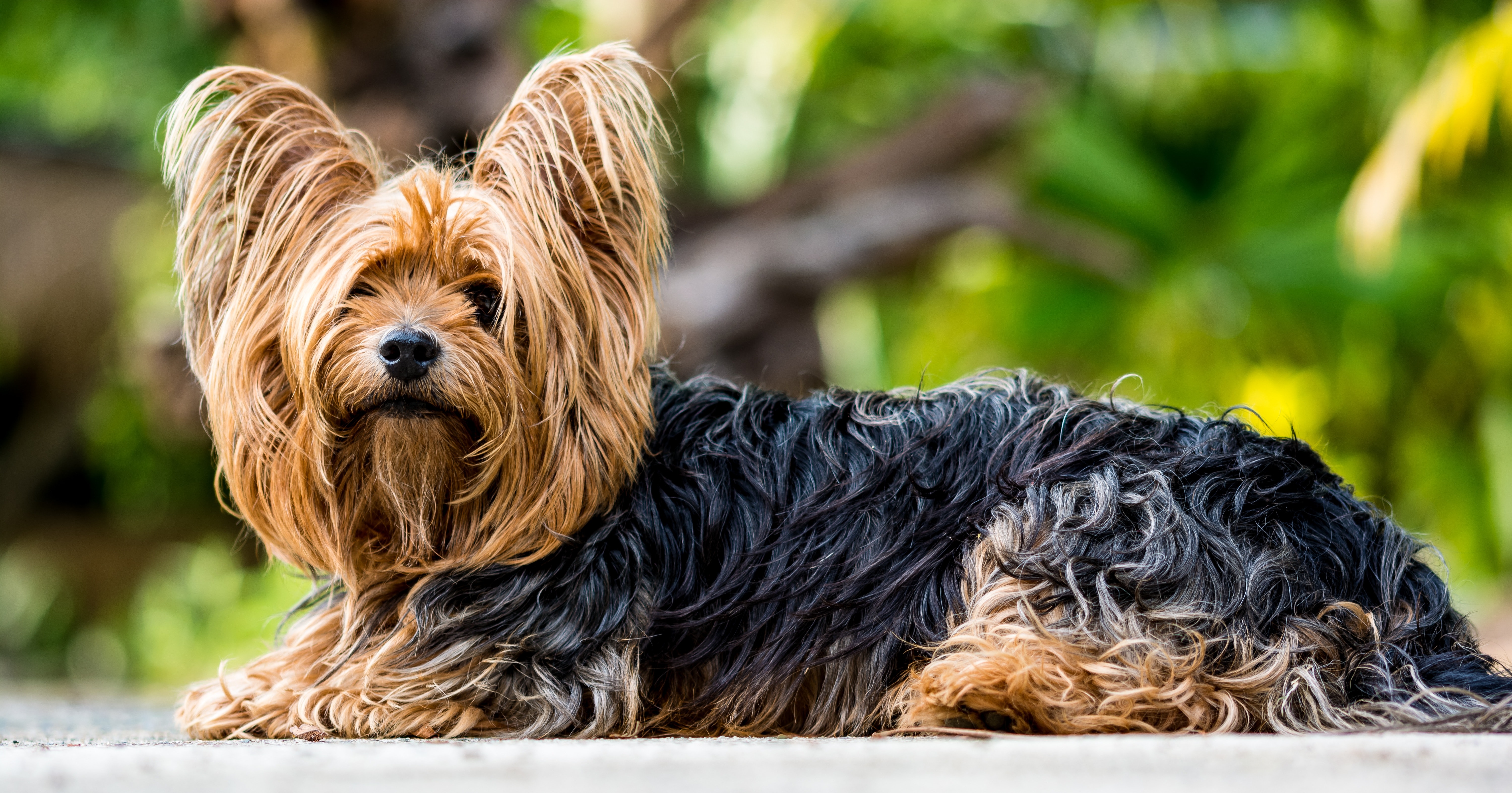 Black and brown yorkshire terrier sitting photo