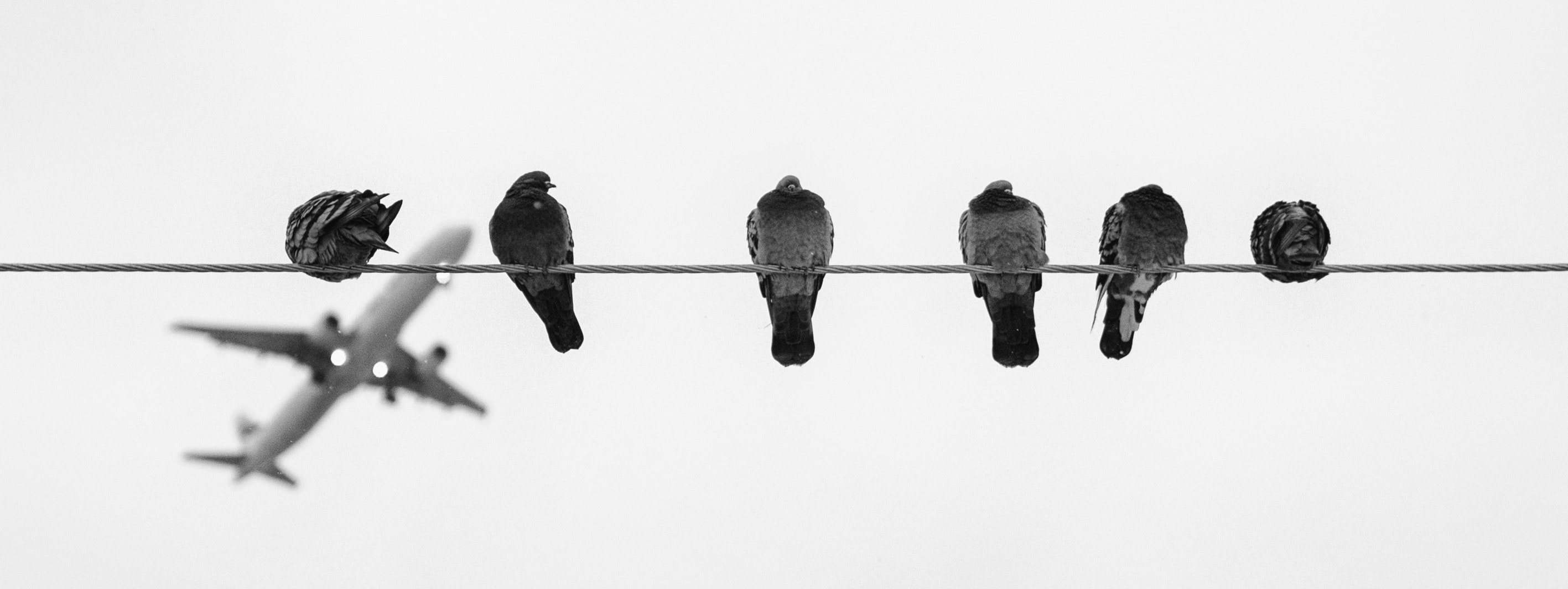 Black and grey birds on wire during daytime photo