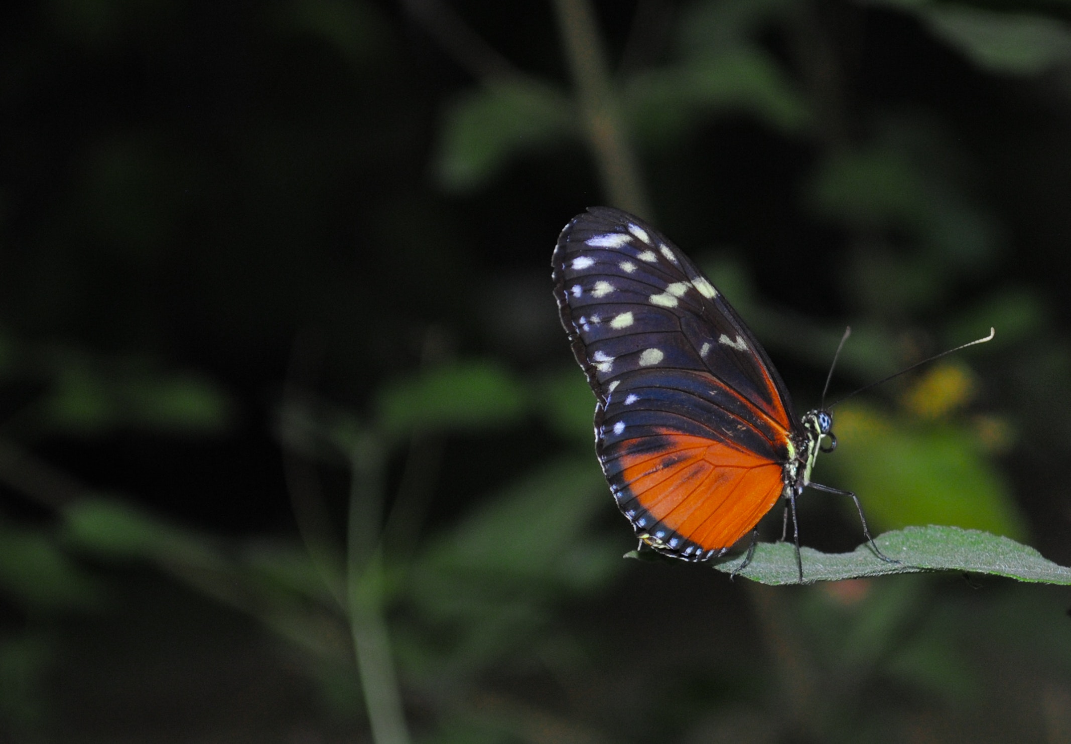 Black and orange butterfly photo