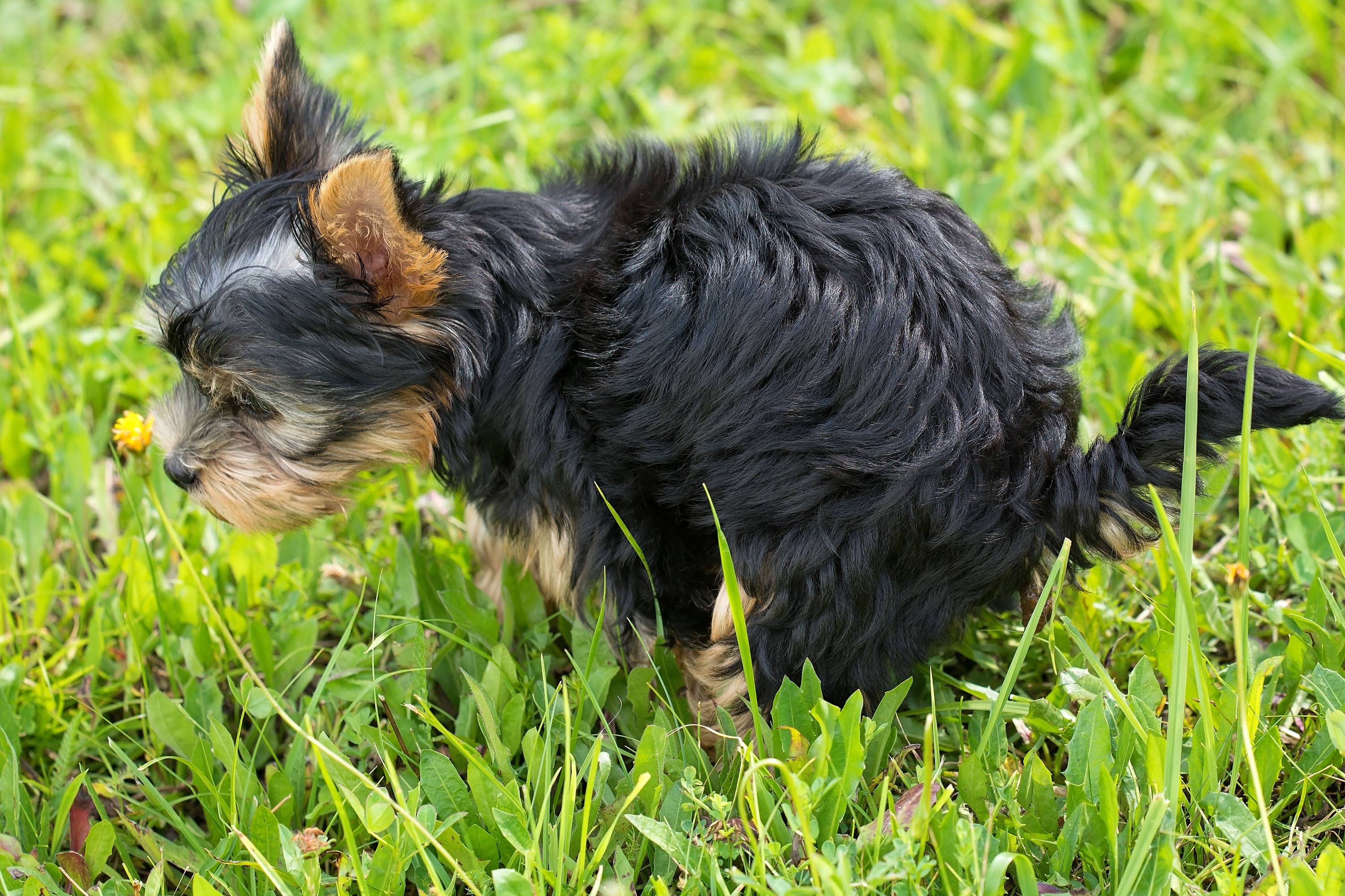 Black and tan yorkshire terrier on top of green grass field photo