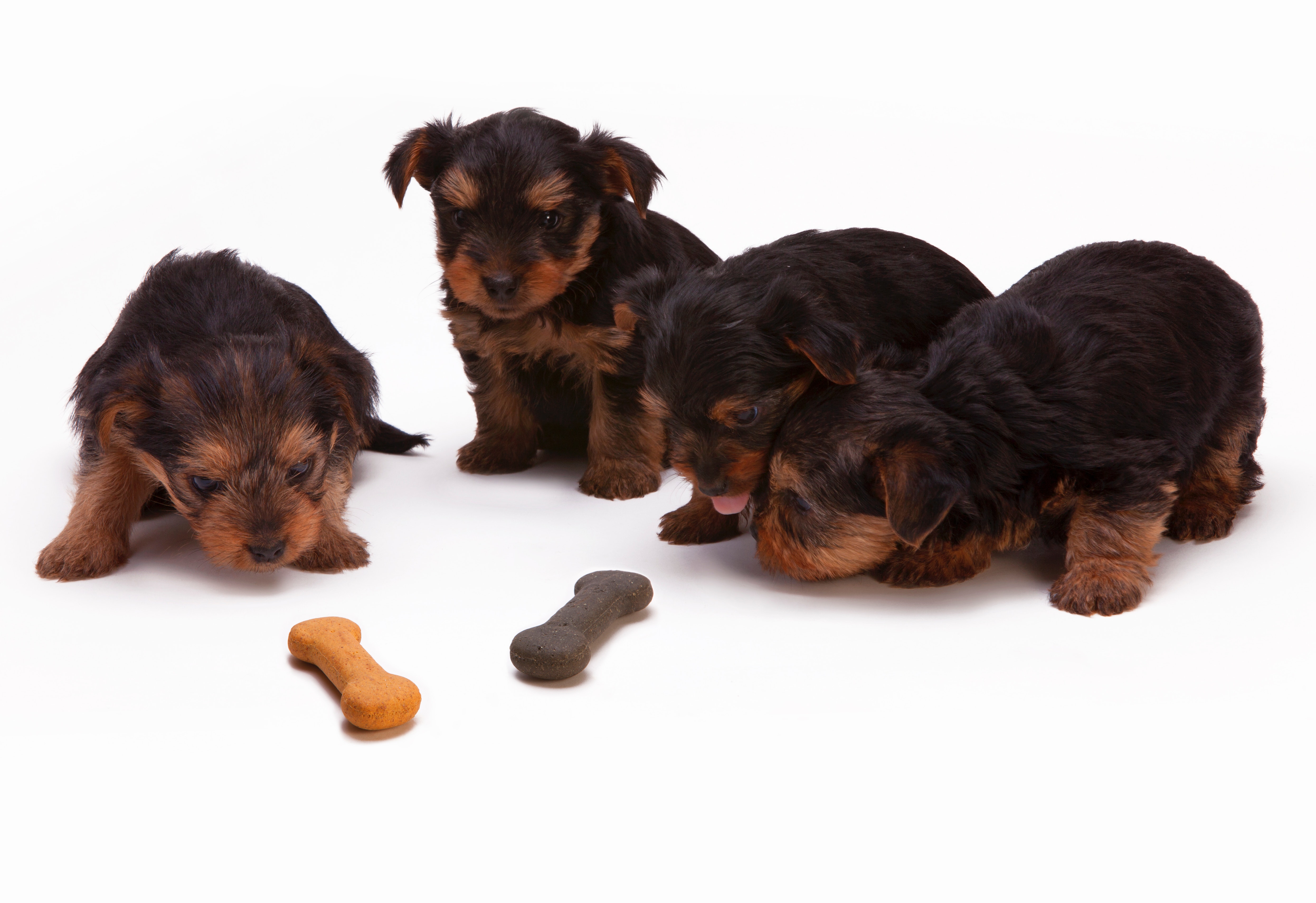Black and tan yorkshire terrier puppy photo