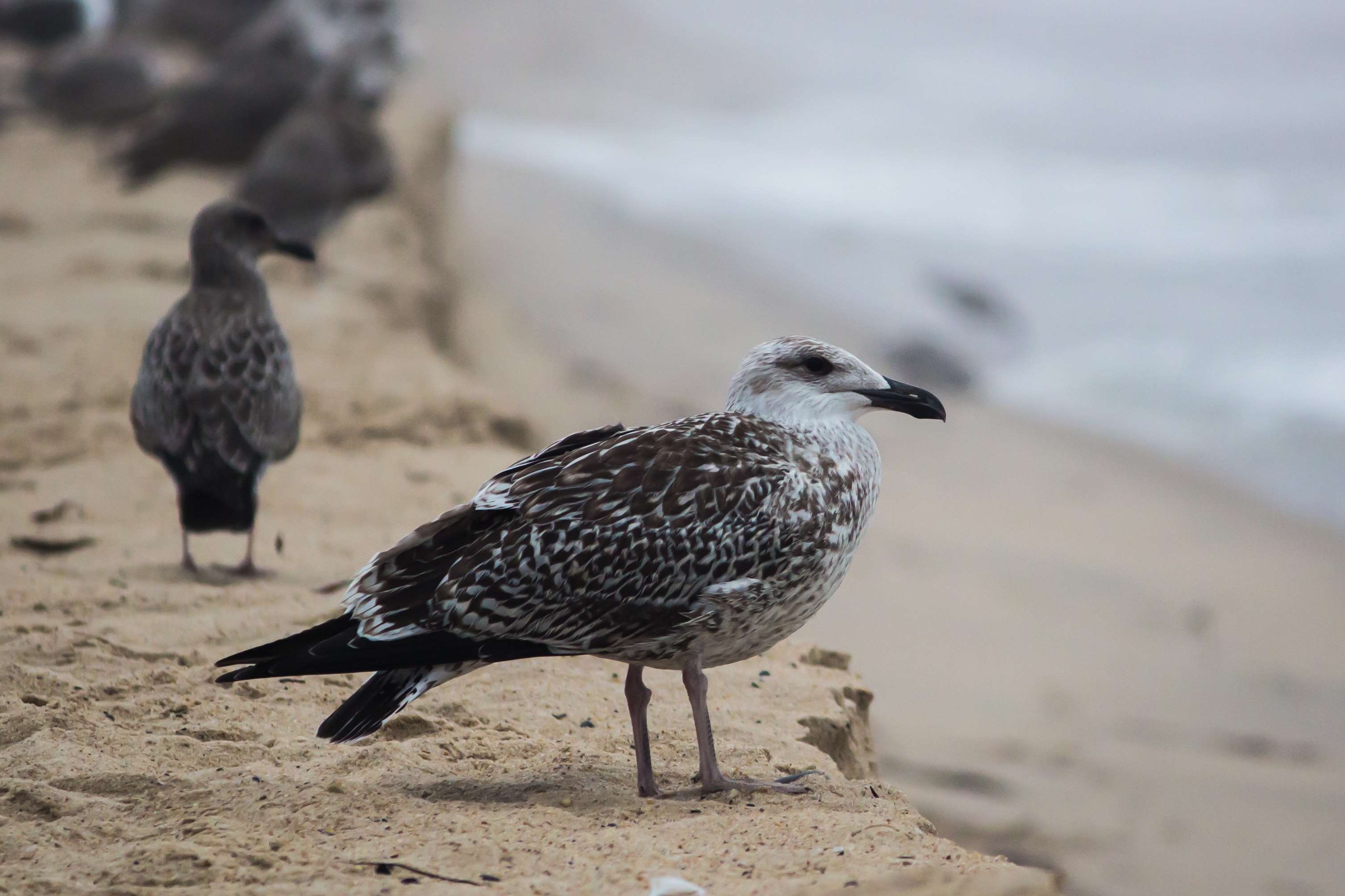 Black and White Bird on Brown Sand, Animals, Avian, Beach, Beak, HQ Photo