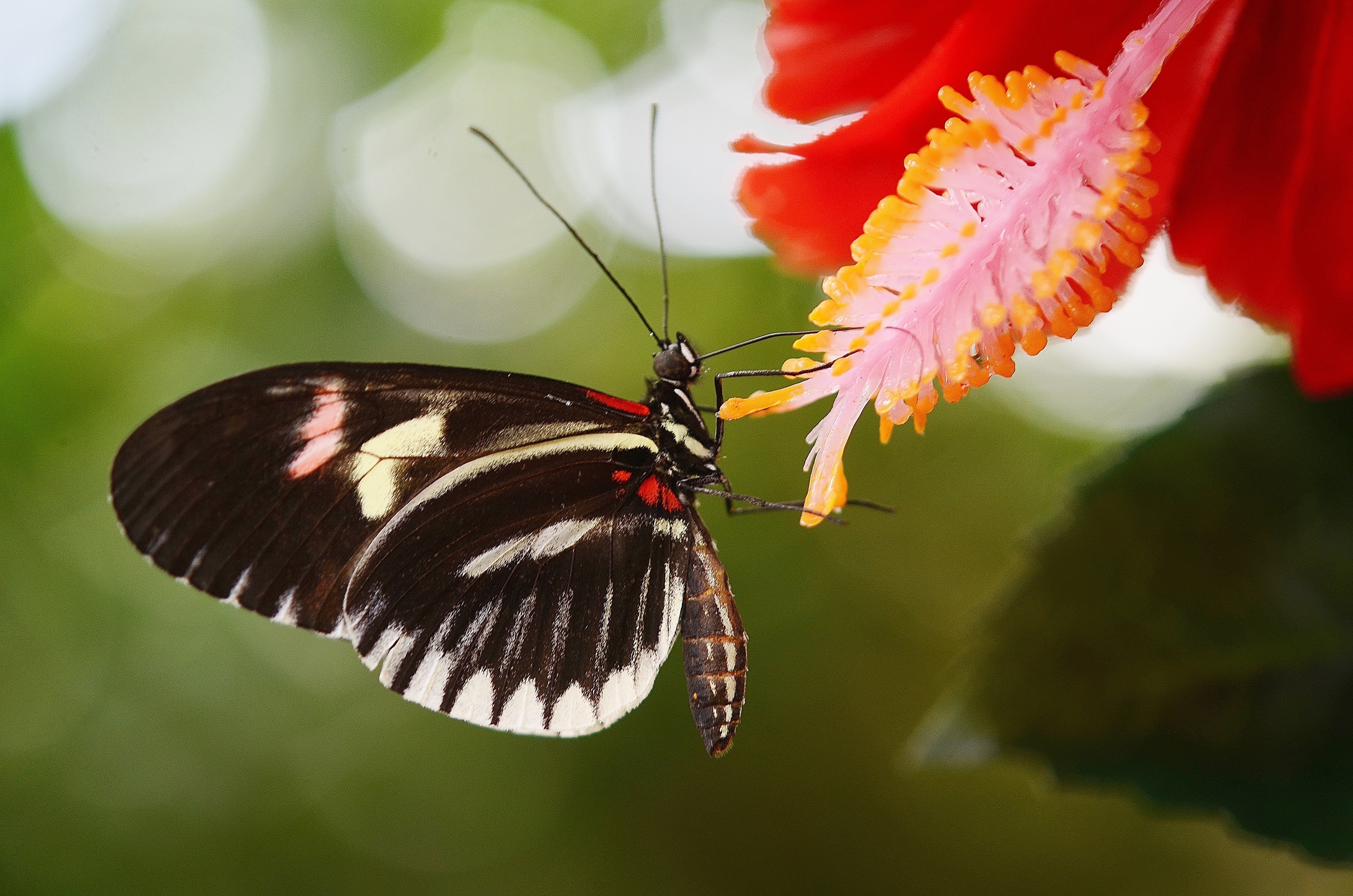 Black and white butterfly on red petal flower photo