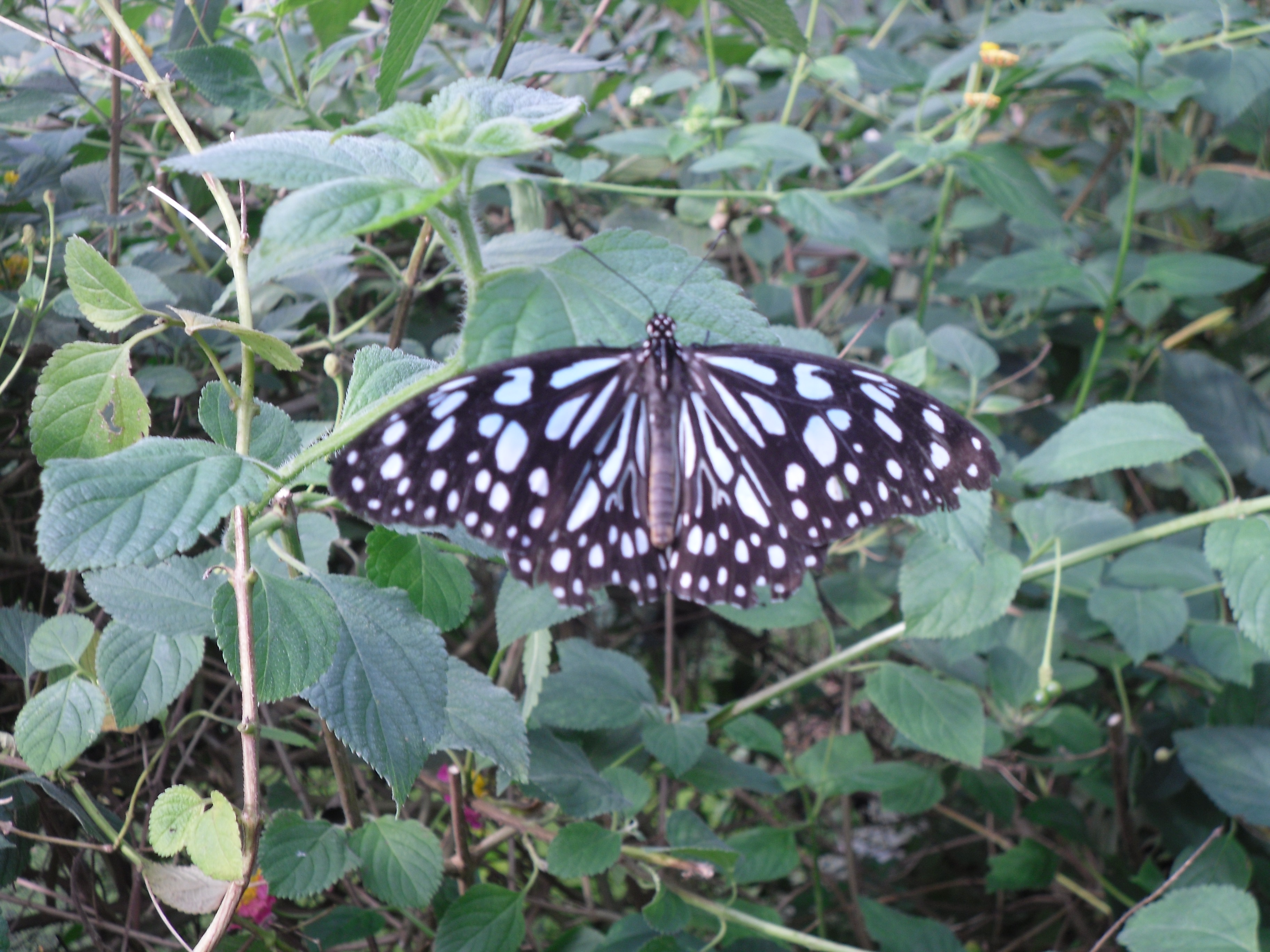 Black and white butterfly photo