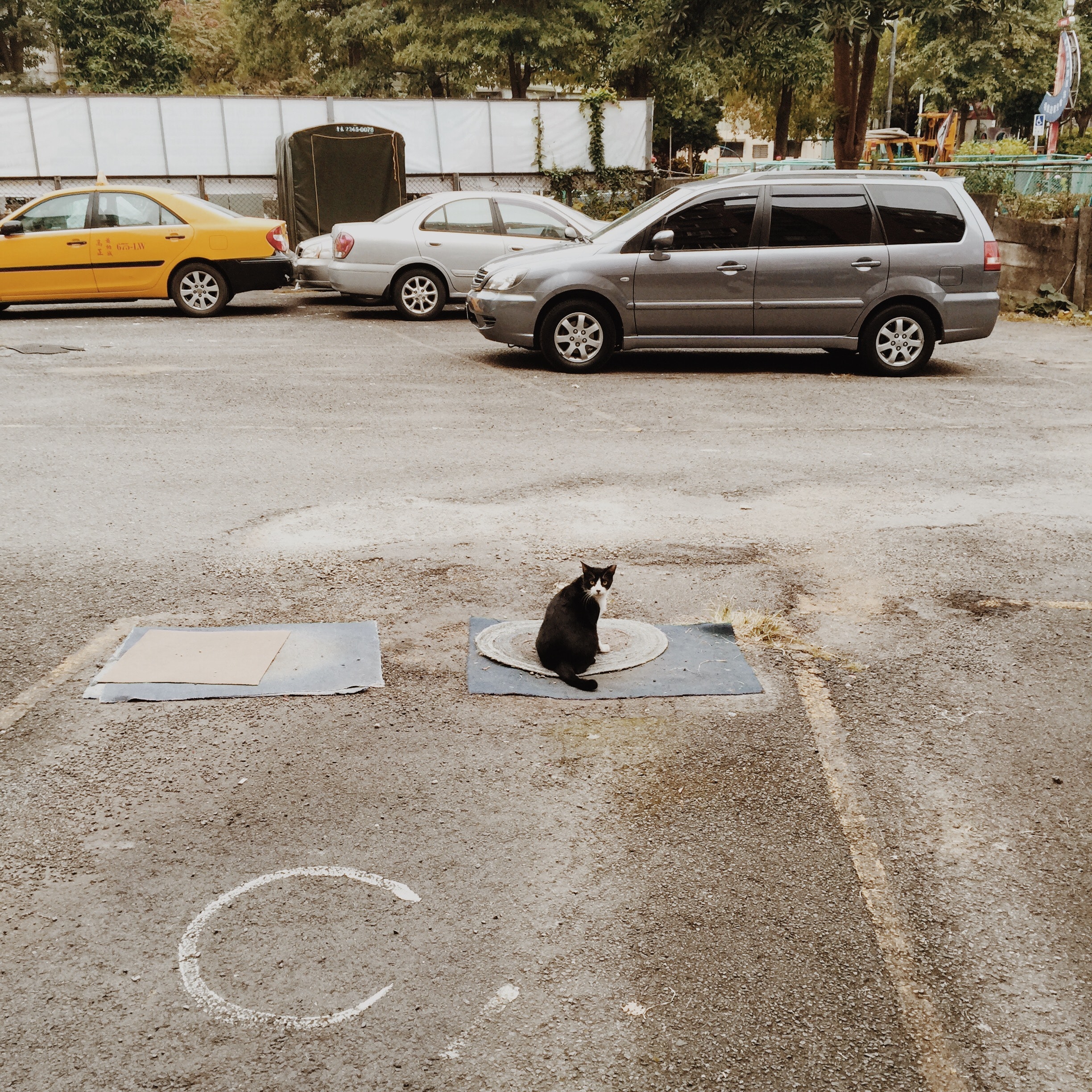 Black and white cat on the mat in a distance of gray suv photo