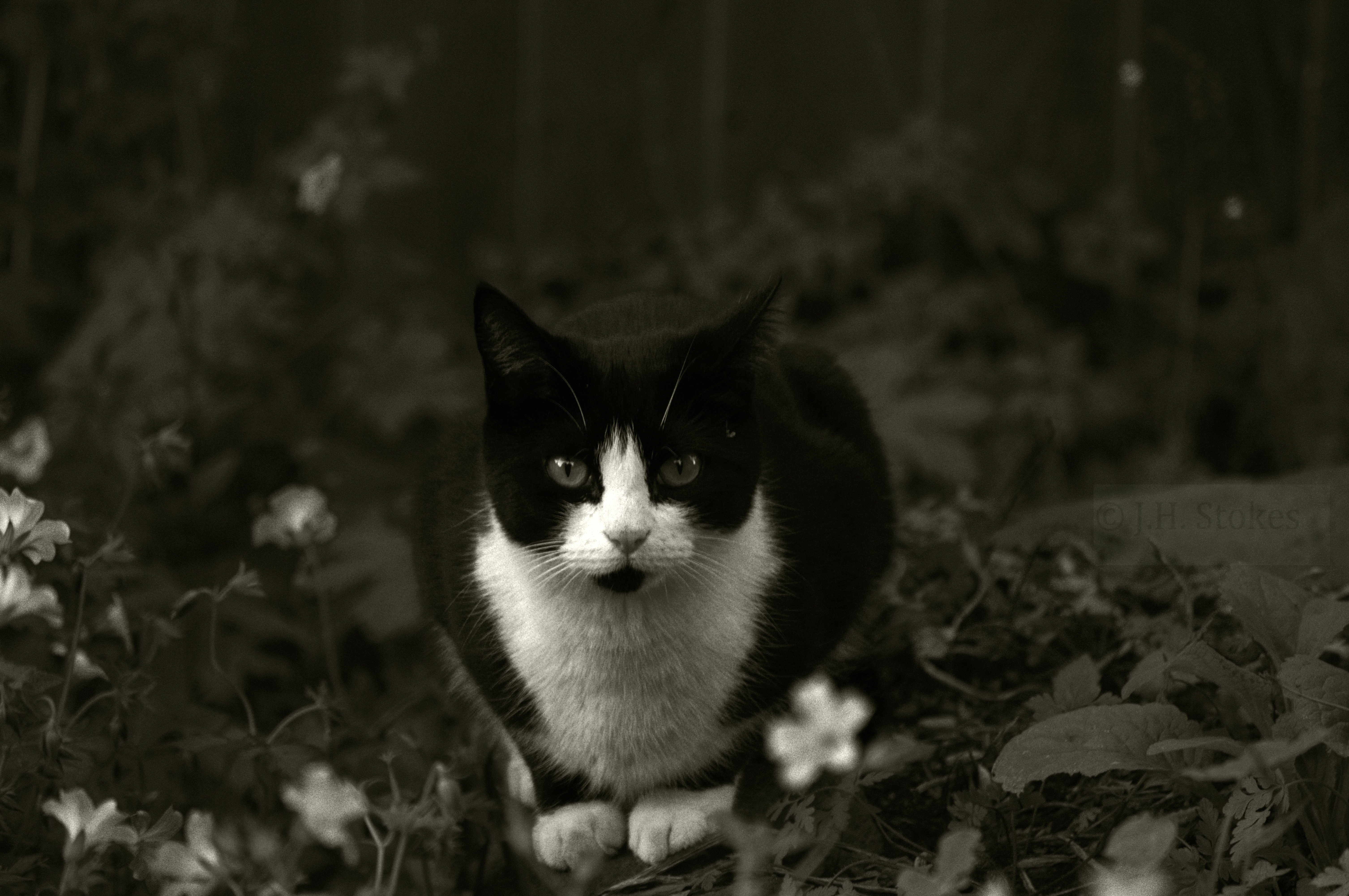 Black and white cat photo