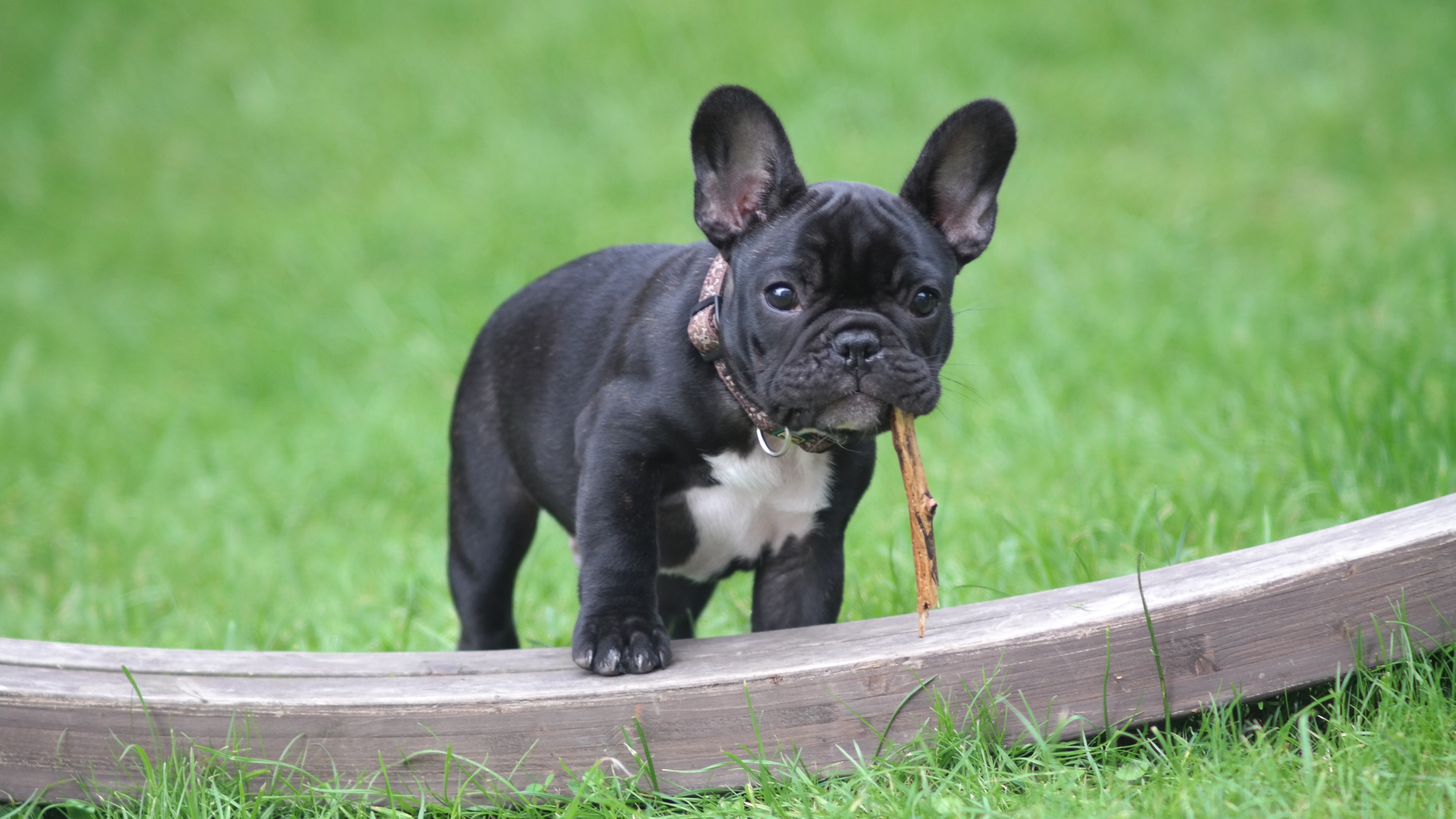 Black and White French Bulldog Puppy Stepping on Brown Wood Board Panel Close-up Photography, Adorable, Grass, Wood, Stick, HQ Photo
