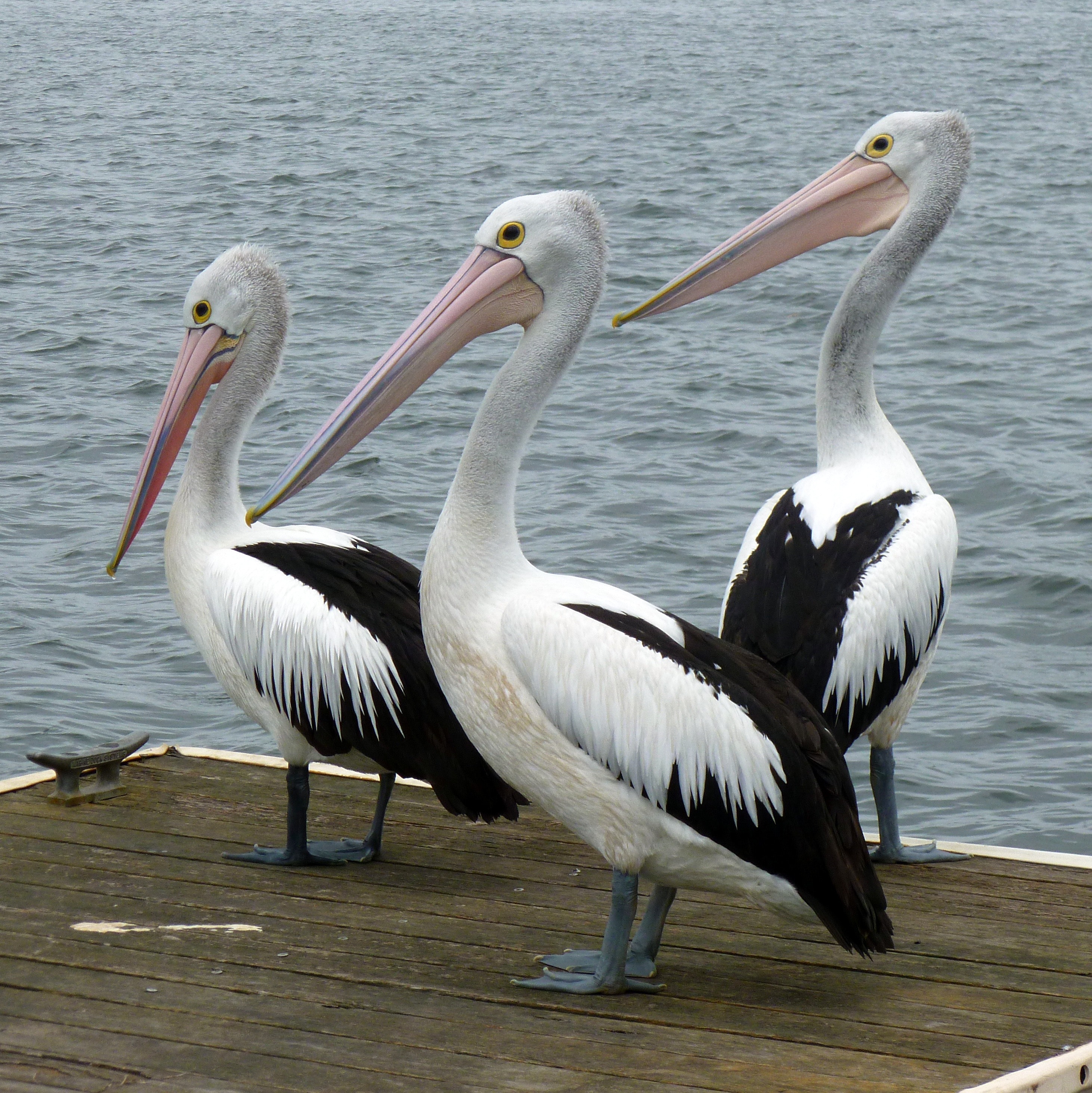 Black and White Long Beak Bird, Animals, Birds, Dock, Nature, HQ Photo