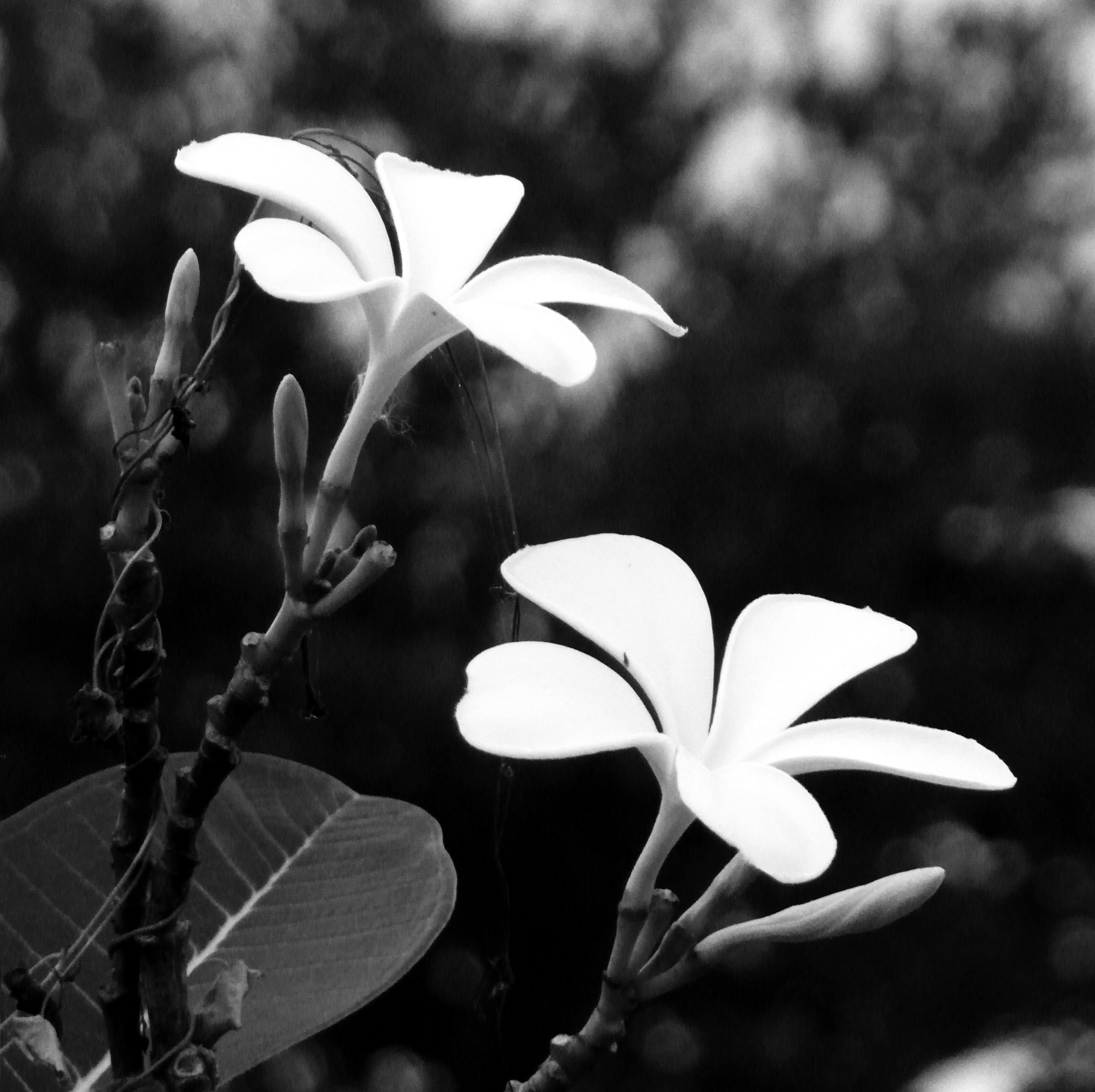 Black and white of tropical flowers photo
