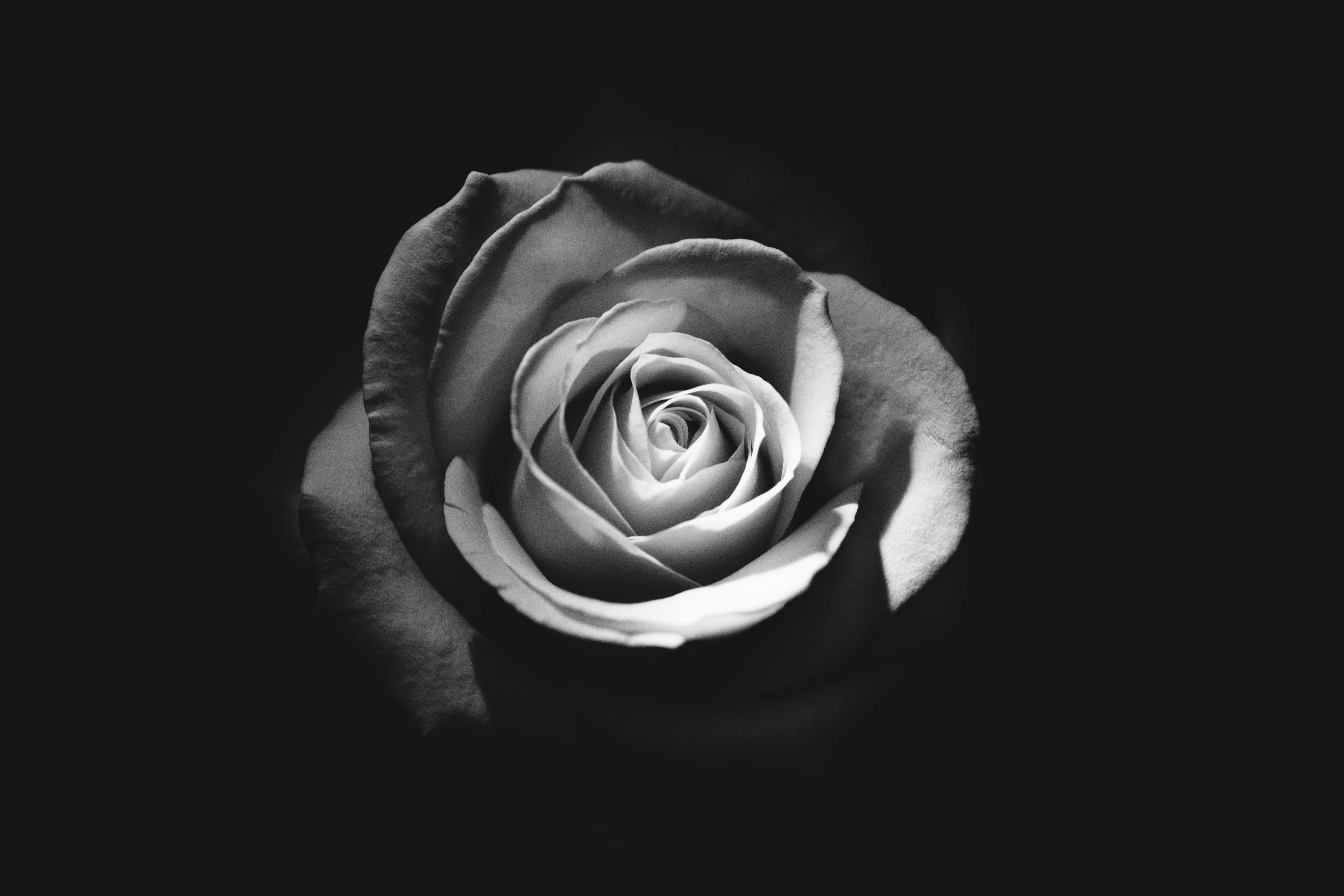 Black and White Rose, Black, Dark, Flower, Rose, HQ Photo