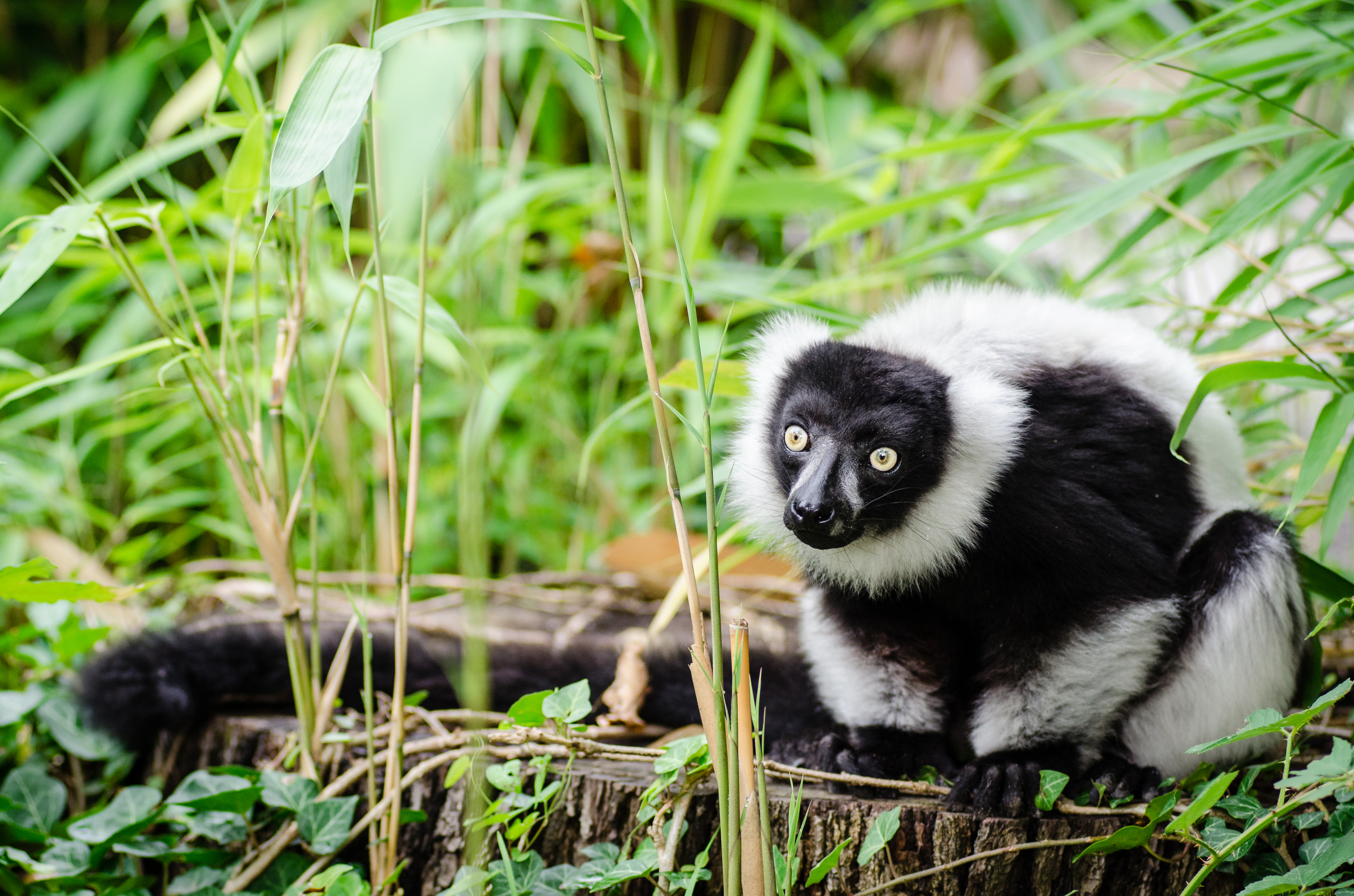 Black-and-white Ruffed Lemur, Animal, Outdoor, White, Weißer, HQ Photo