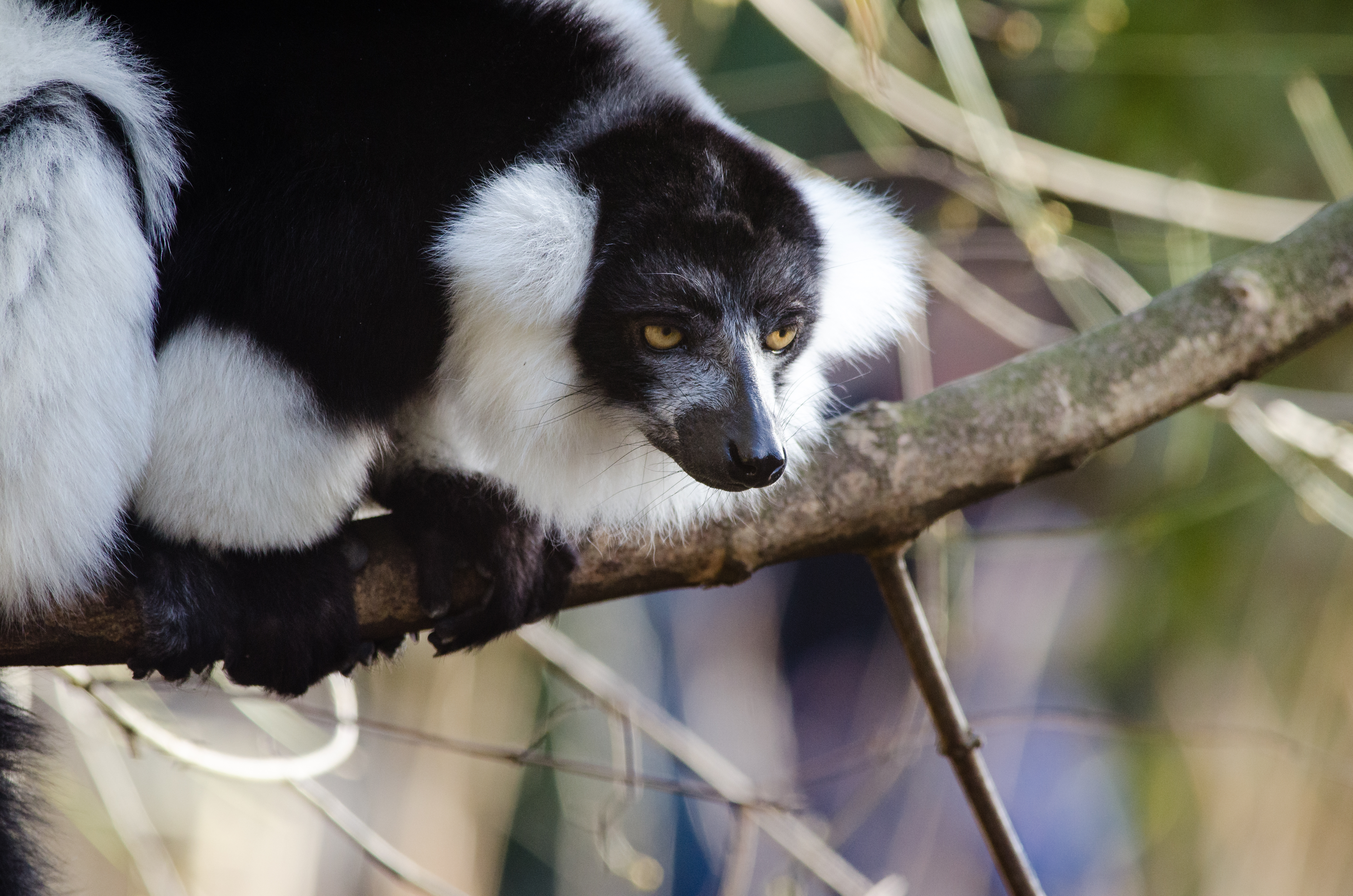 Black-and-White Ruffed Lemur, Animal, Outdoor, White, Weißer, HQ Photo