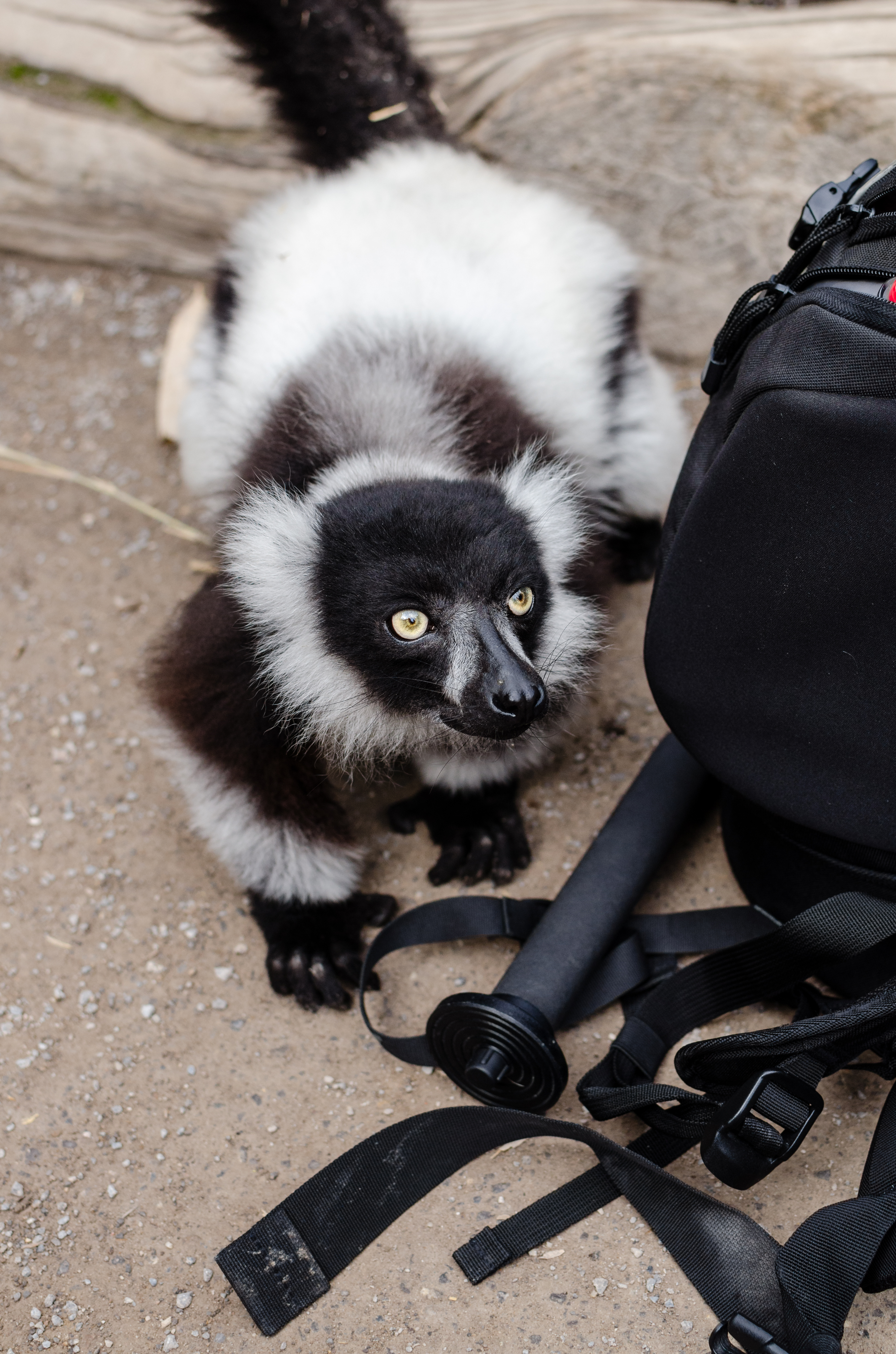 Black-and-white ruffed lemur photo