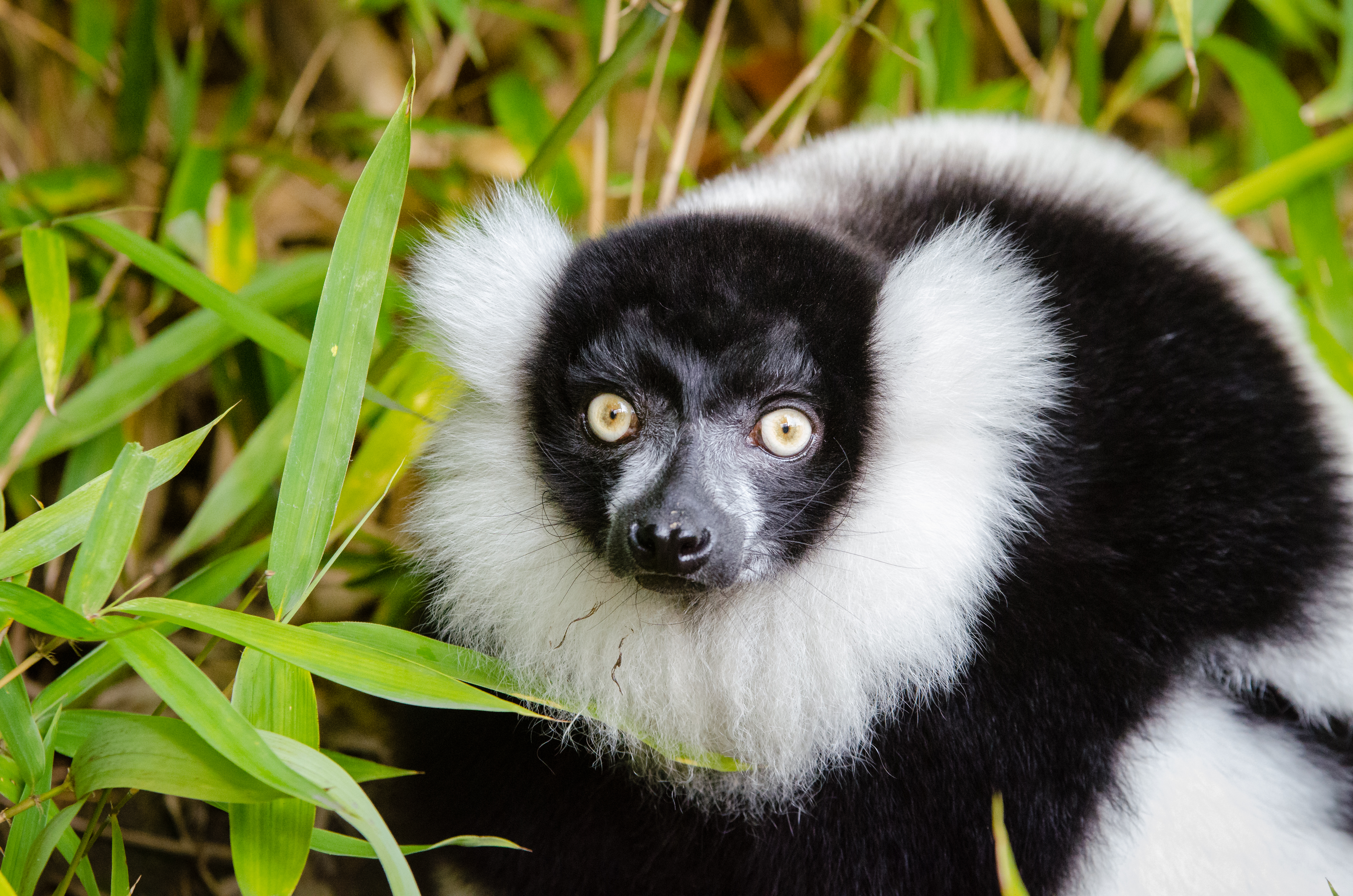 Black and white ruffed lemur photo