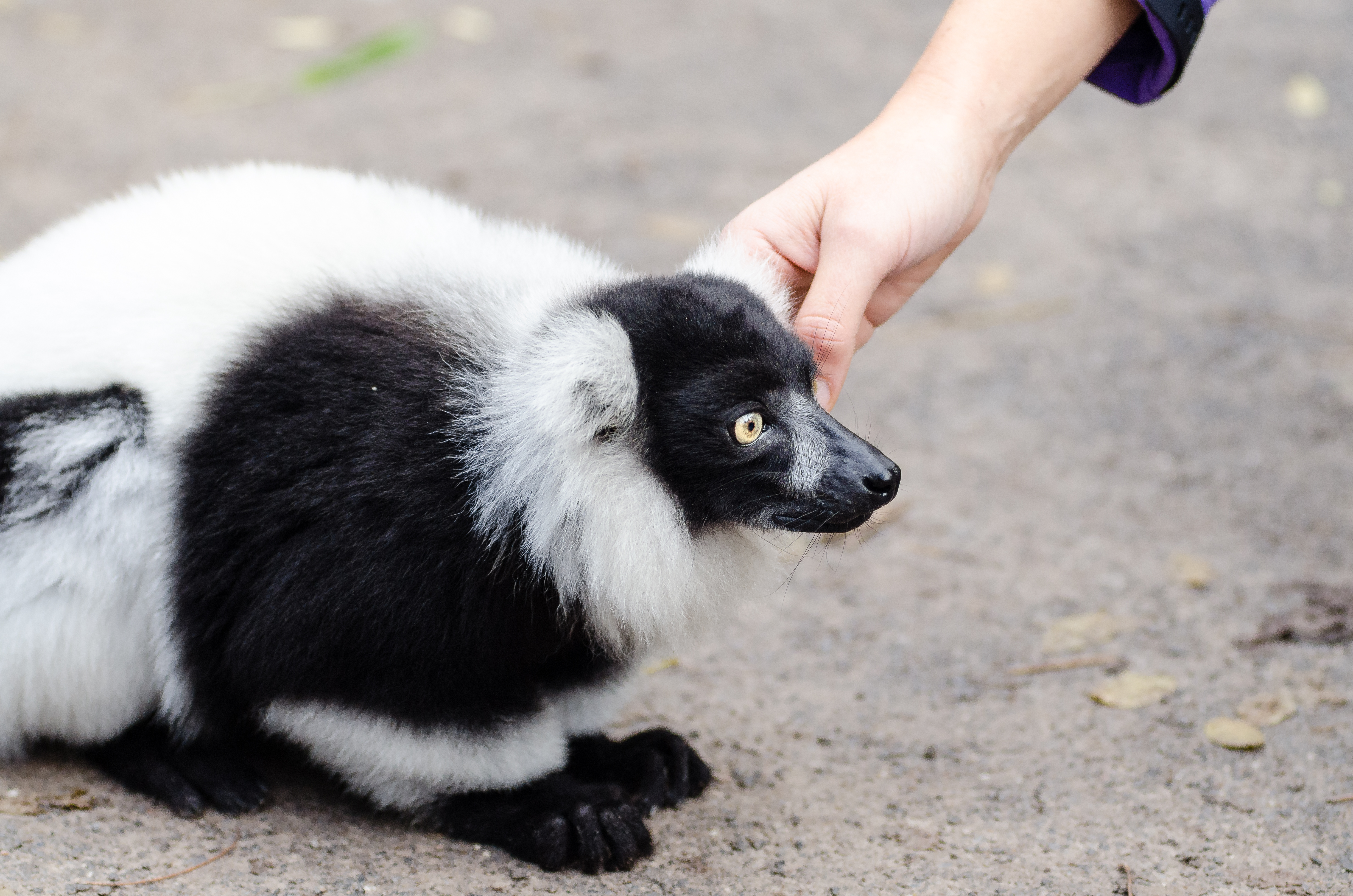 Black and white Ruffed Lemur, Adorable, Ruffed, Lemur, Lemuren, HQ Photo