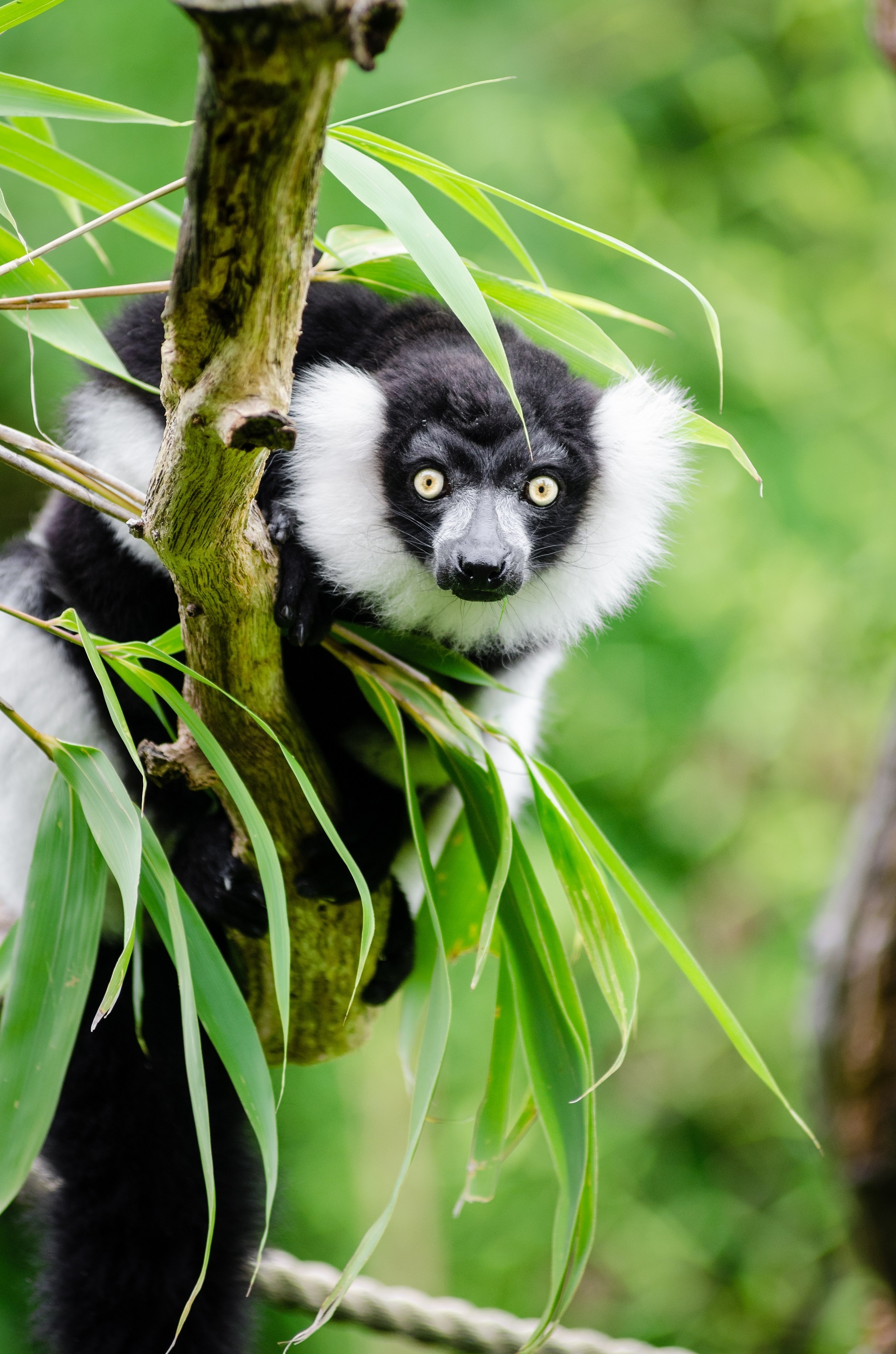 Black and White Ruffed Lemur, Animal, Black, Jungle, Lemur, HQ Photo