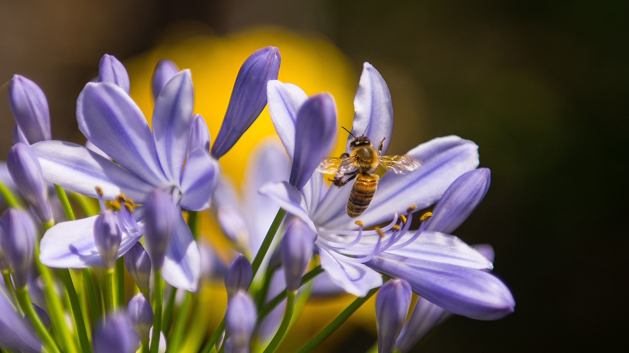 Black and yellow bee on purple petaled flower photo