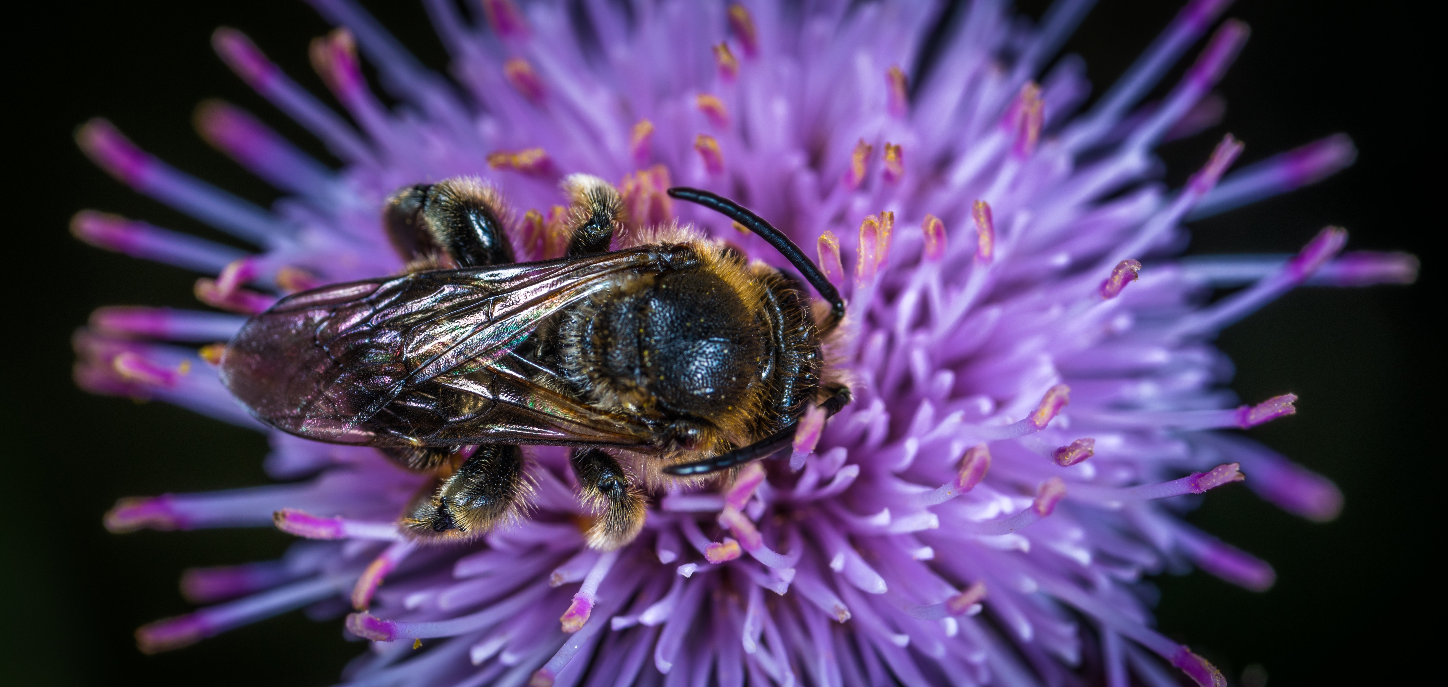 Black and yellow honey bee on purple clustered flower photo