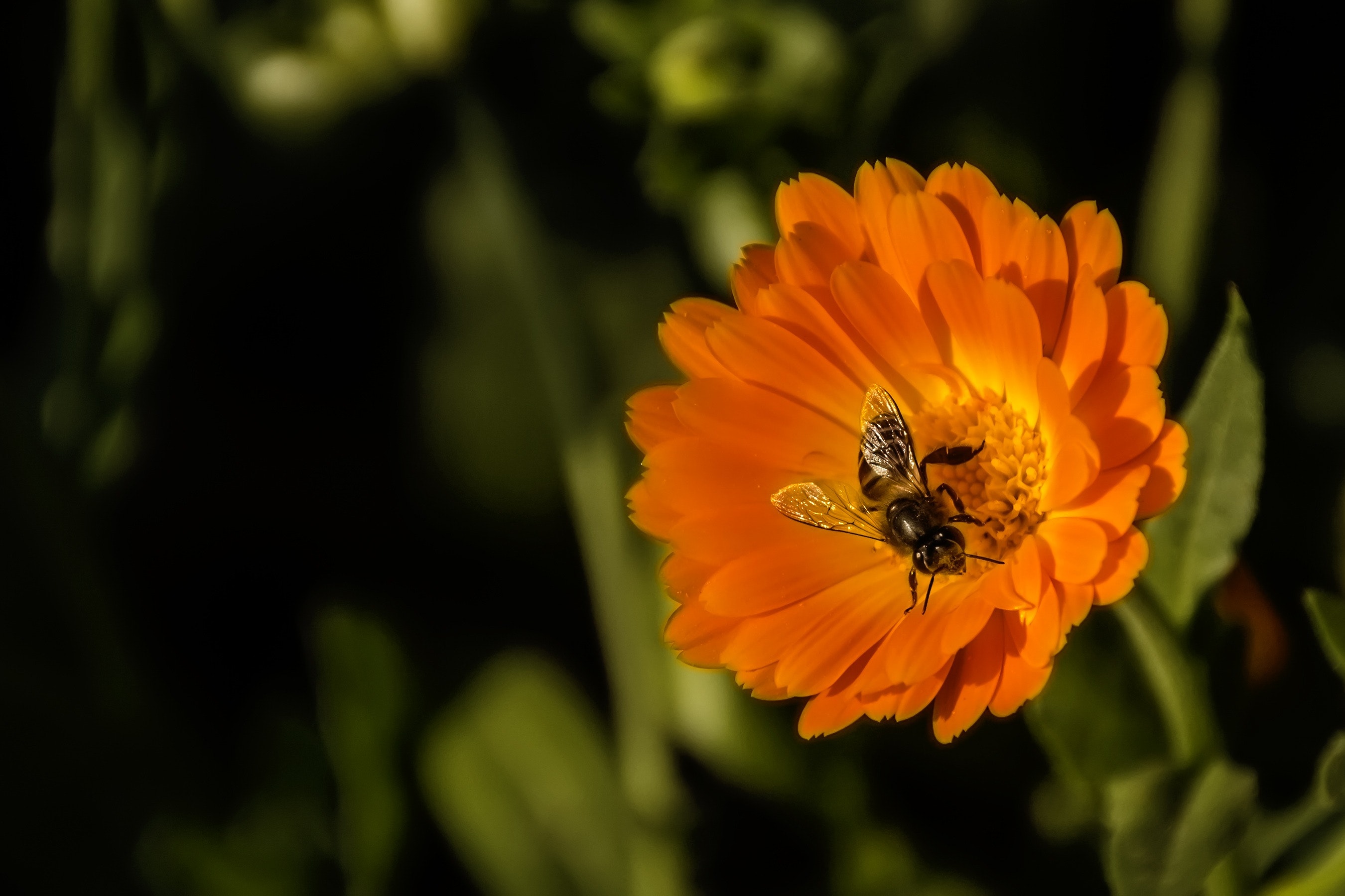 Black and yellow honey bee perch orange petaled flower photo