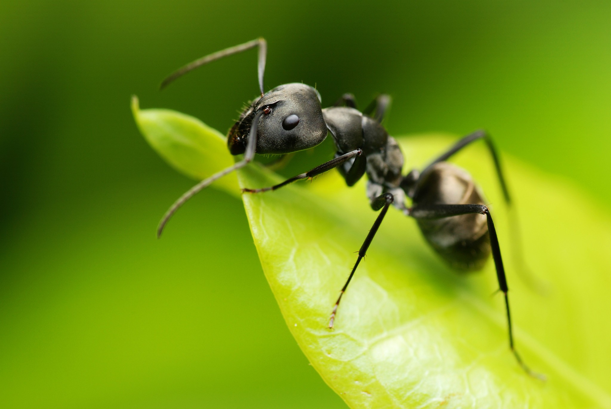 Black ant on a leaf wallpaper | AllWallpaper.in #3488 | PC | en