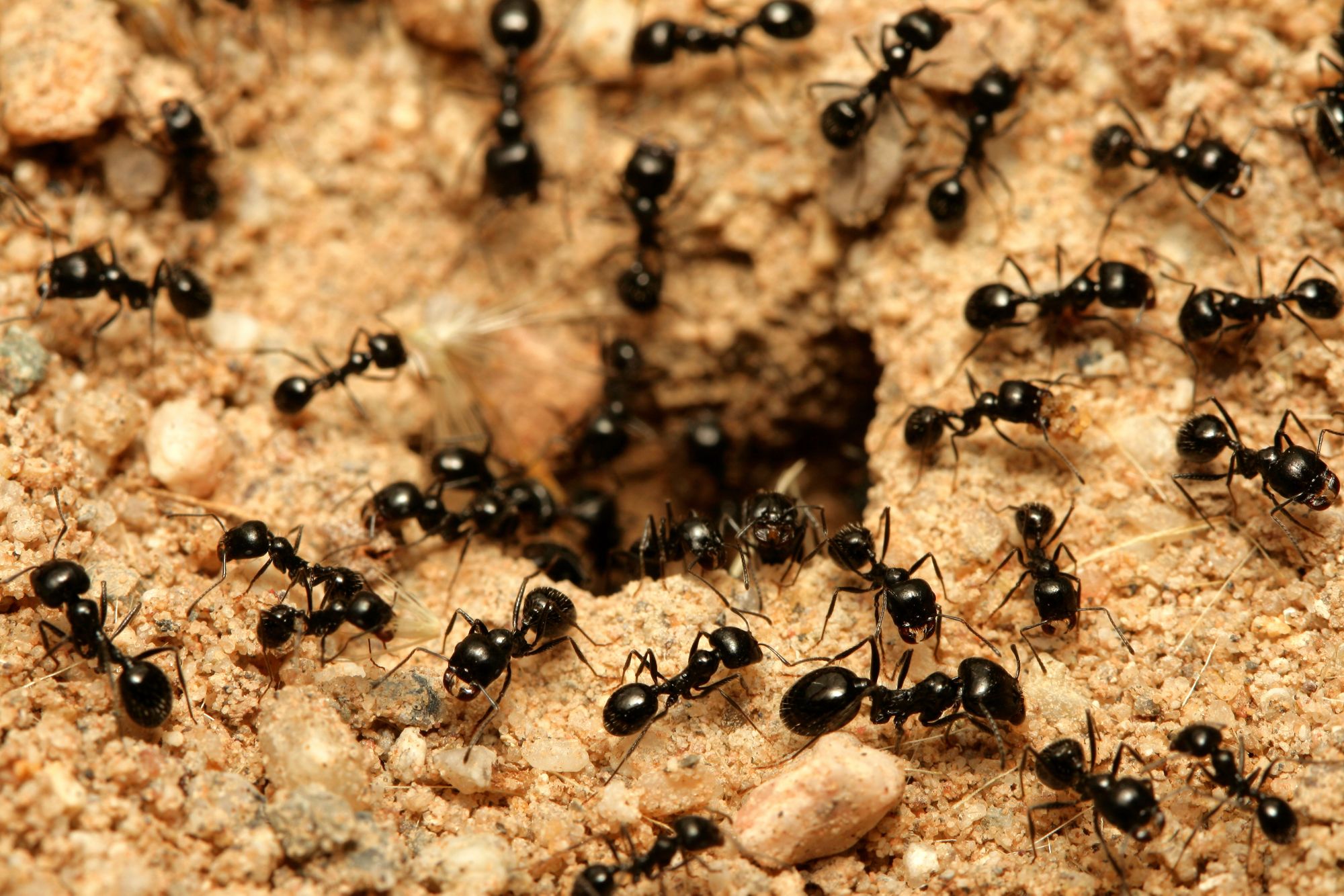 Little Black Ants| Little Black Ant Control | TERRO®