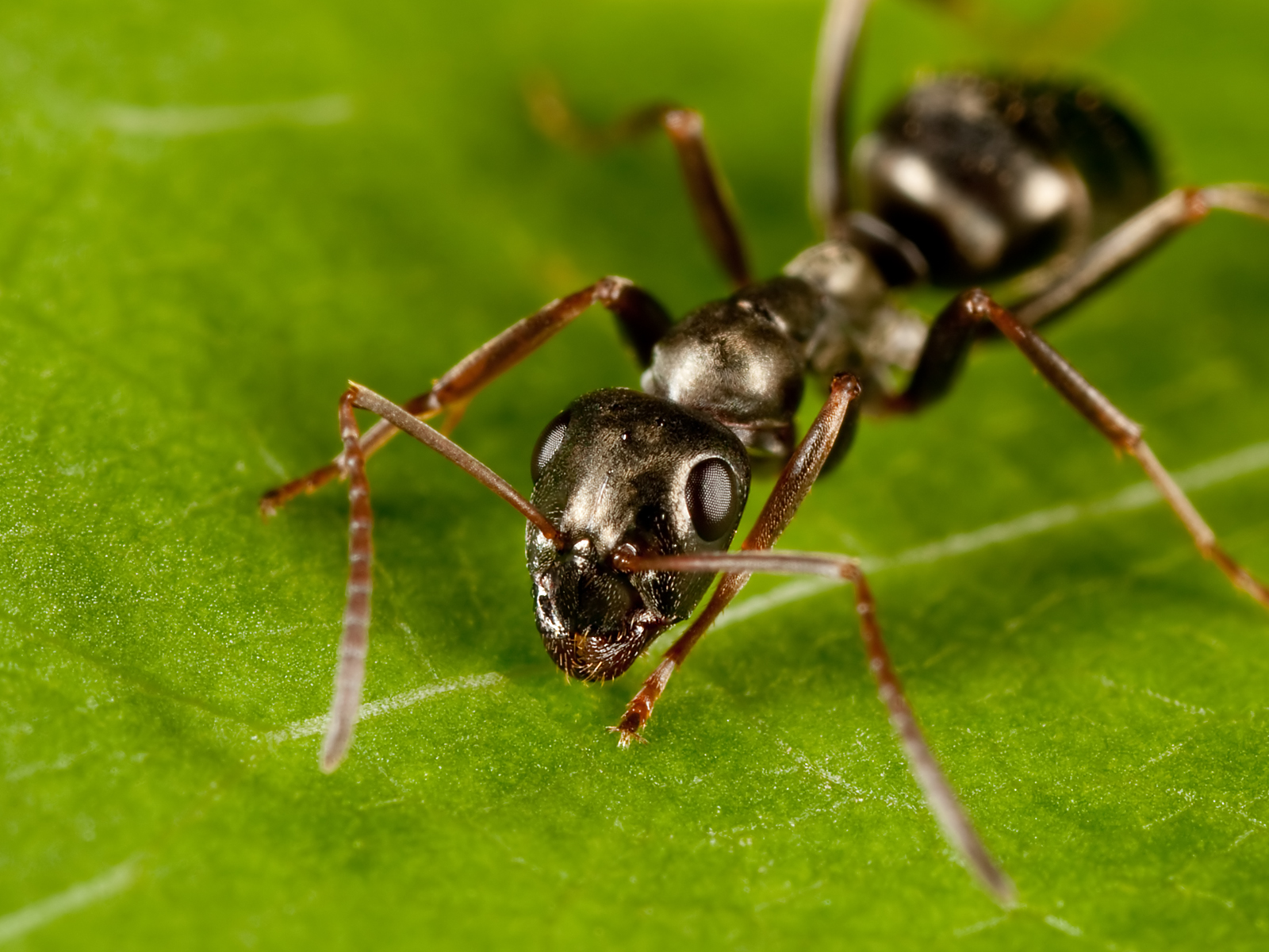 Common Black Ant HD Wallpaper, Background Images