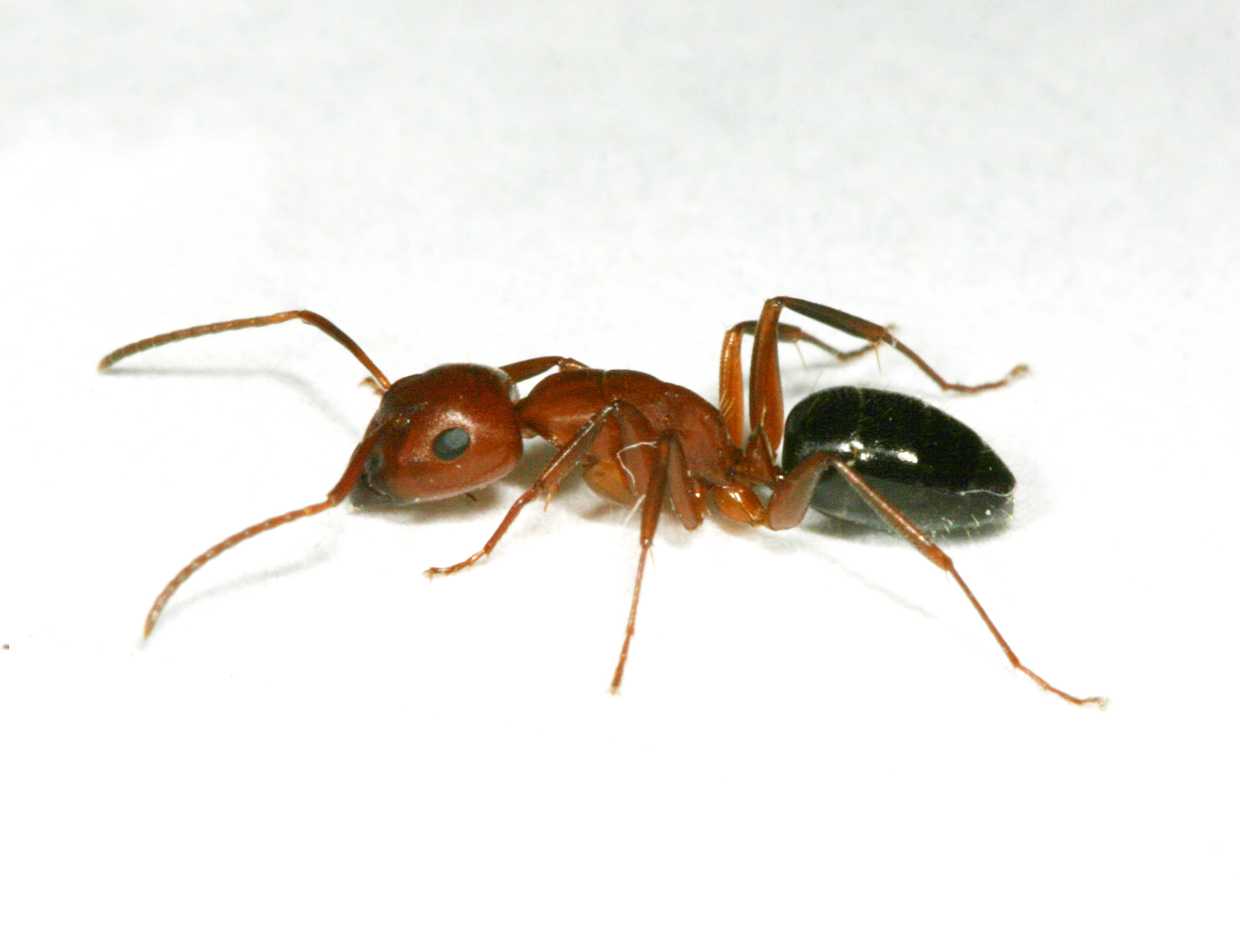 Carpenter ants around homes - Insects in the City