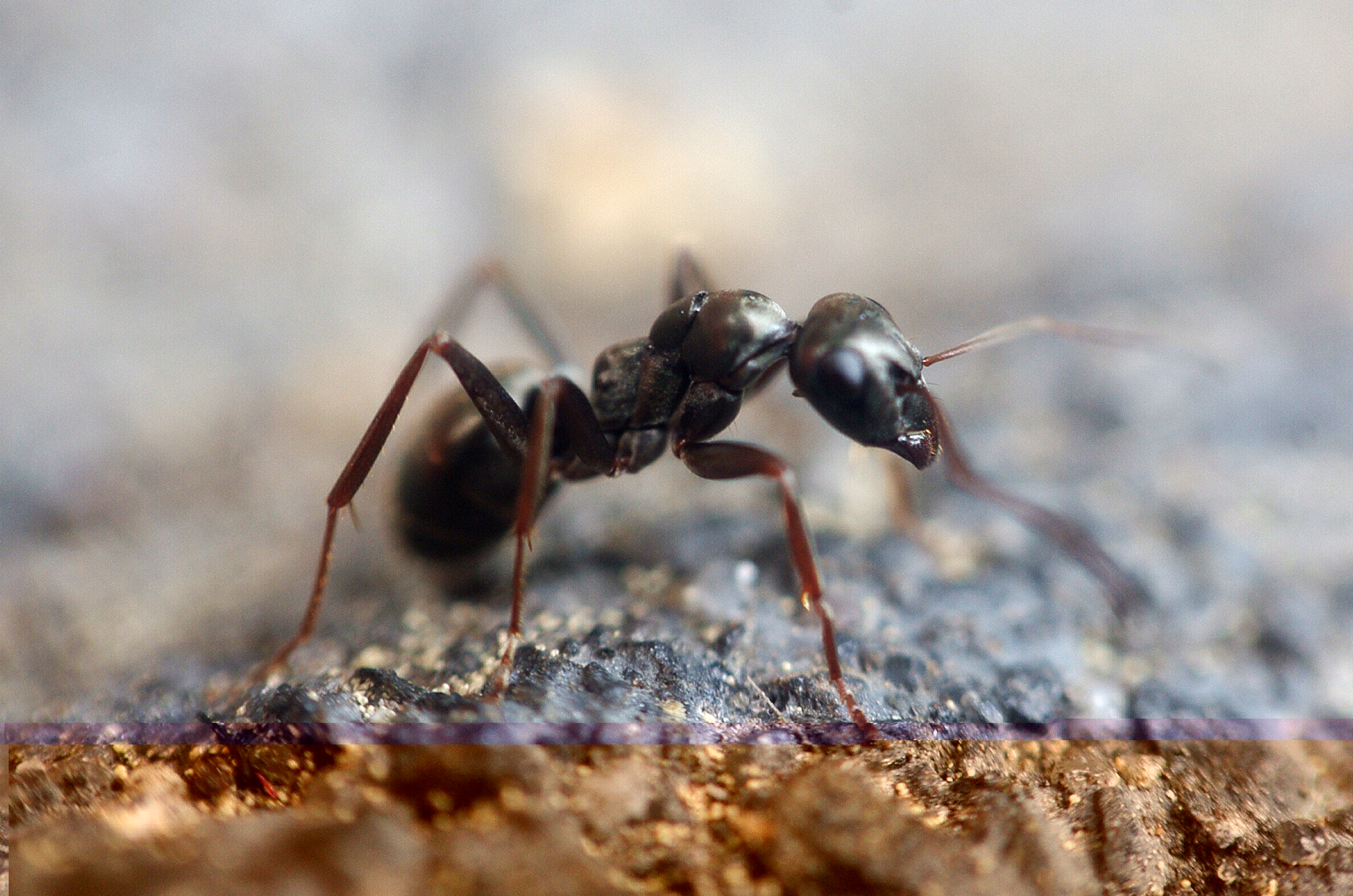 Муравей фото. Фараоновые муравьи Муравейник. Фараоновые муравьи солдаты. Обыкновенный тонкоголовый муравей. Черный садовый муравей Муравейник.