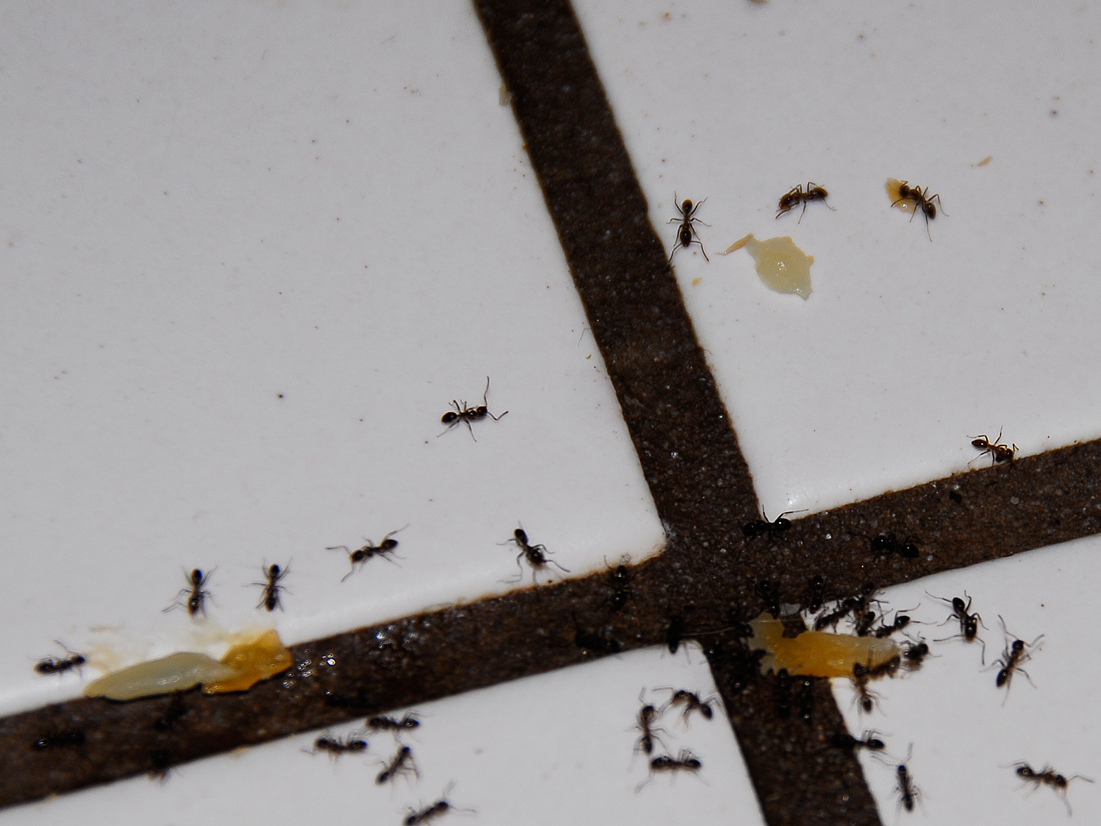 Гнездо муравьев в квартире