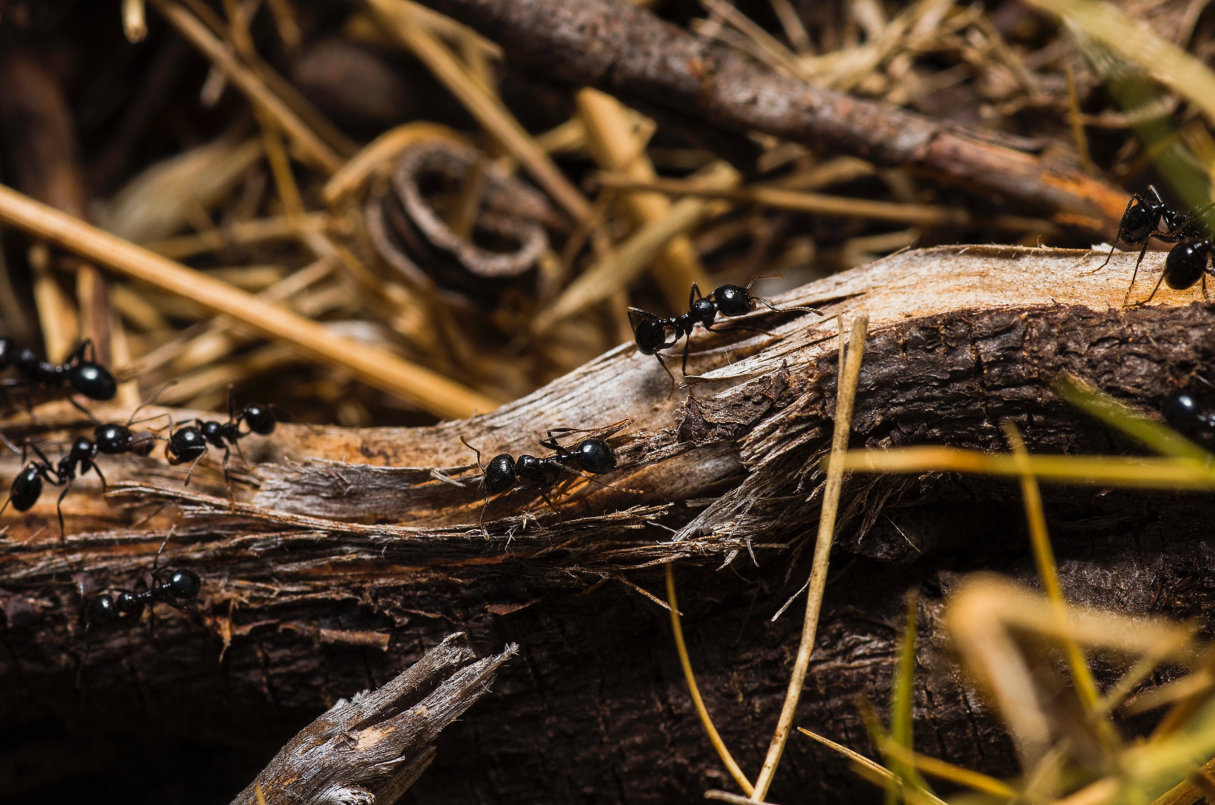 Black ants on brown tree trunks photo