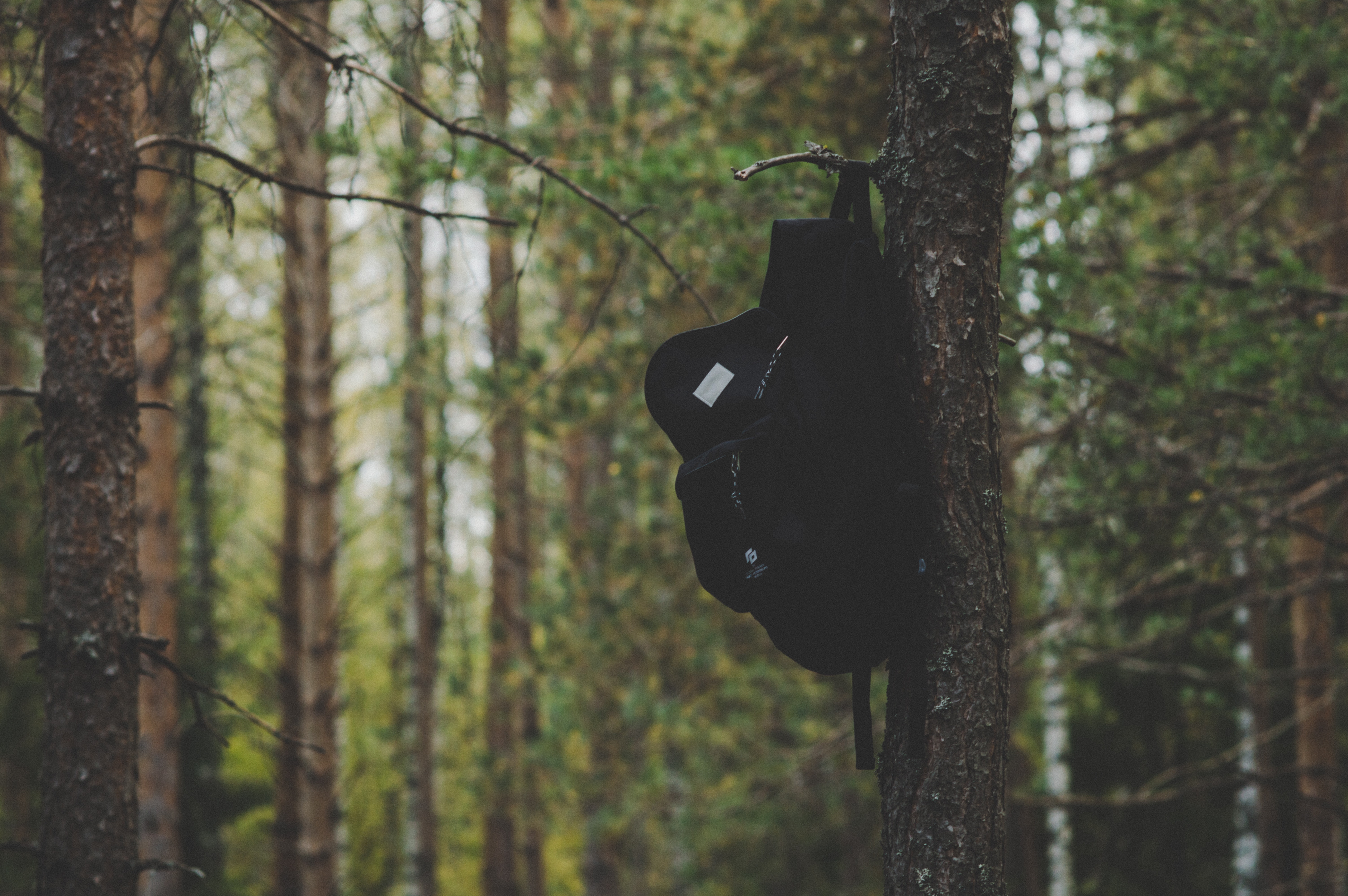 Black backpack hanging on tree photo