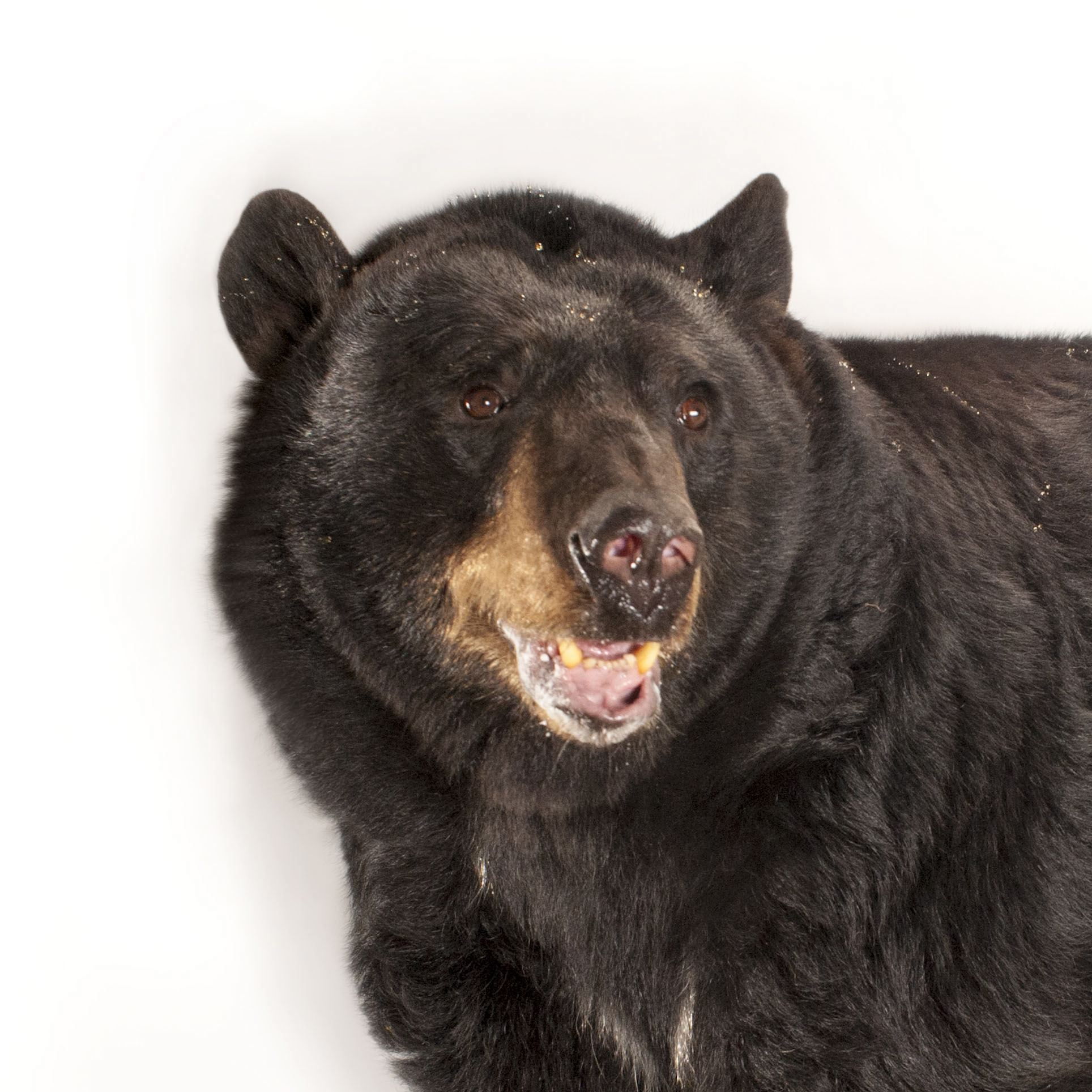 American Black Bear | National Geographic