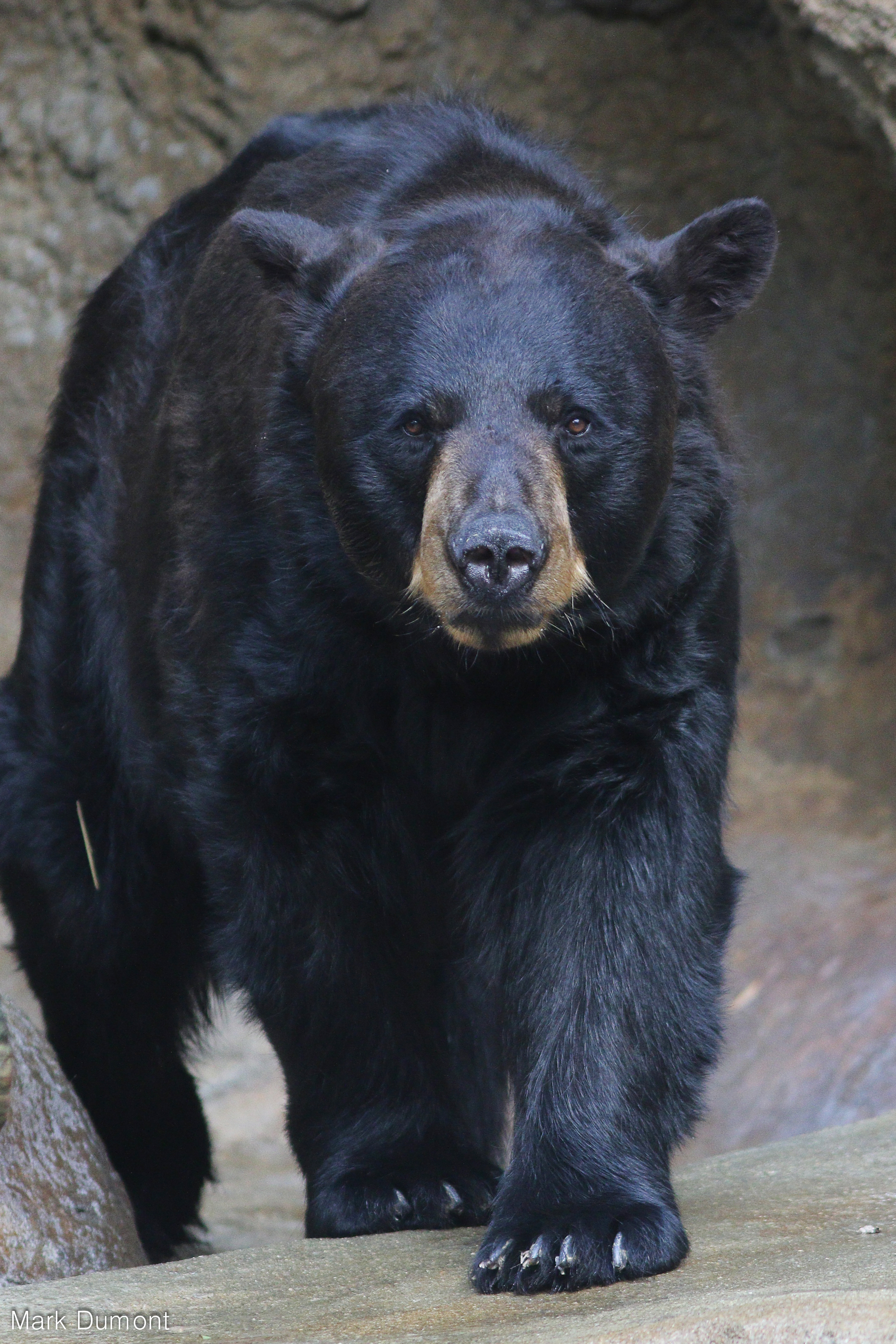 American Black Bear - The Cincinnati Zoo & Botanical Garden
