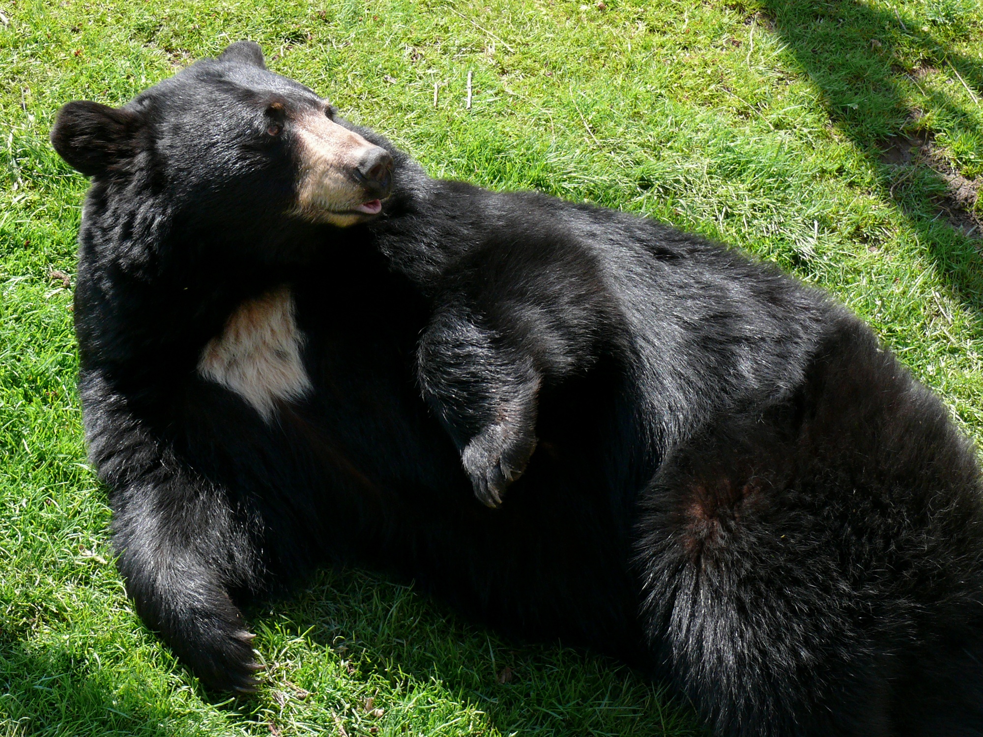 File:Black Bear-27527.jpg - Wikimedia Commons