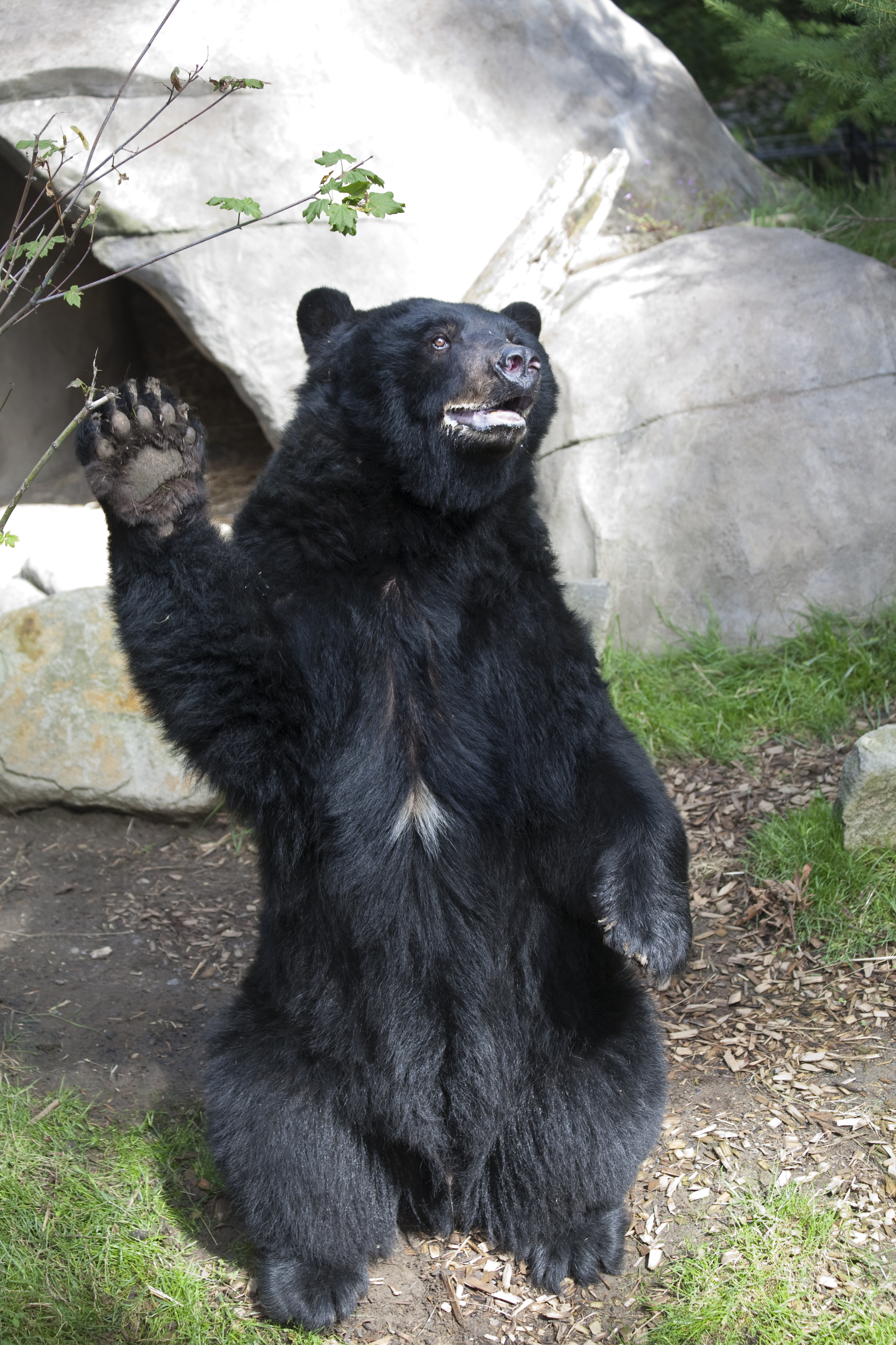 American black bear | Oregon Zoo