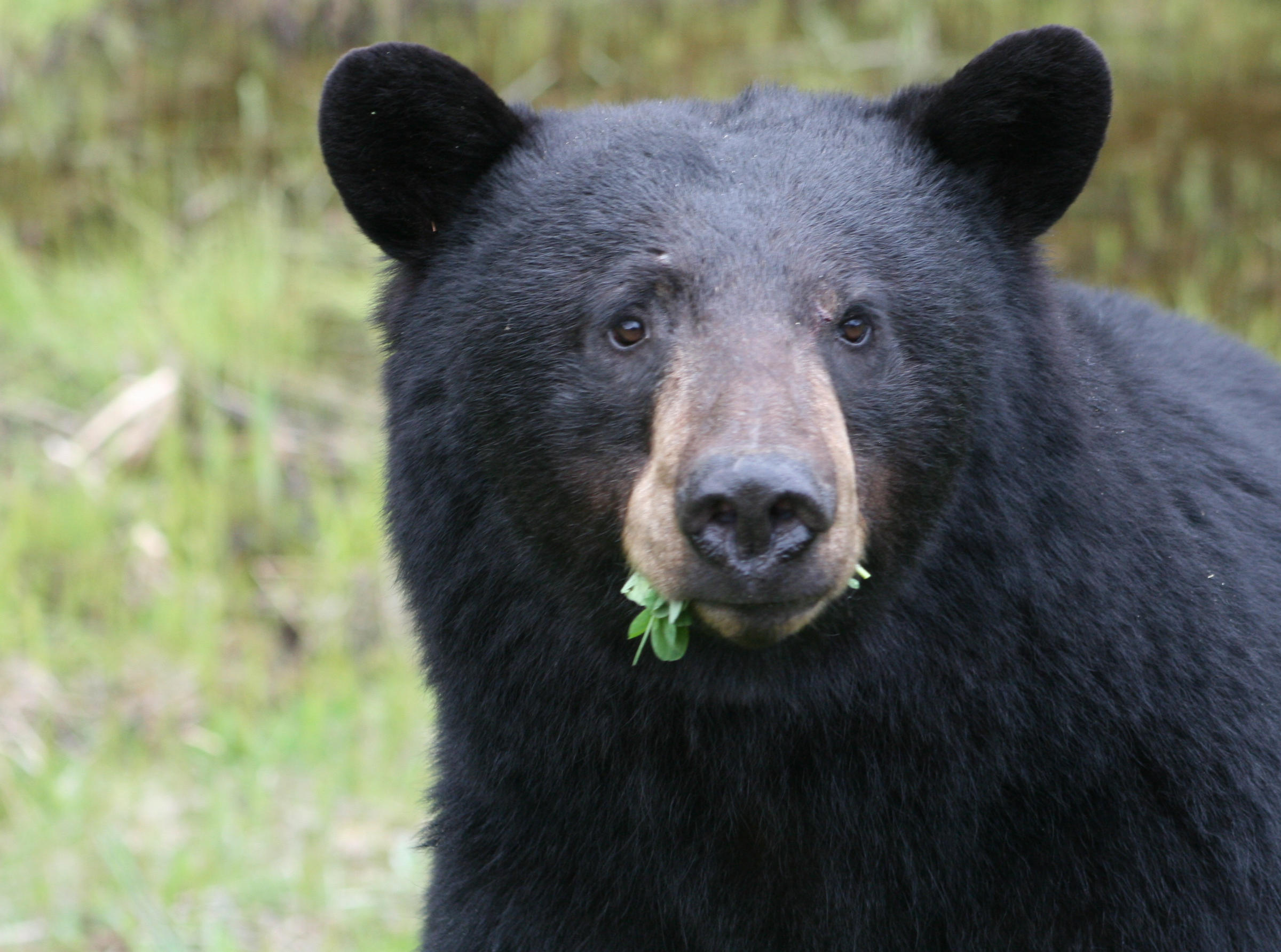 To avoid encounters with black bears, remove bird feeders | Michigan ...