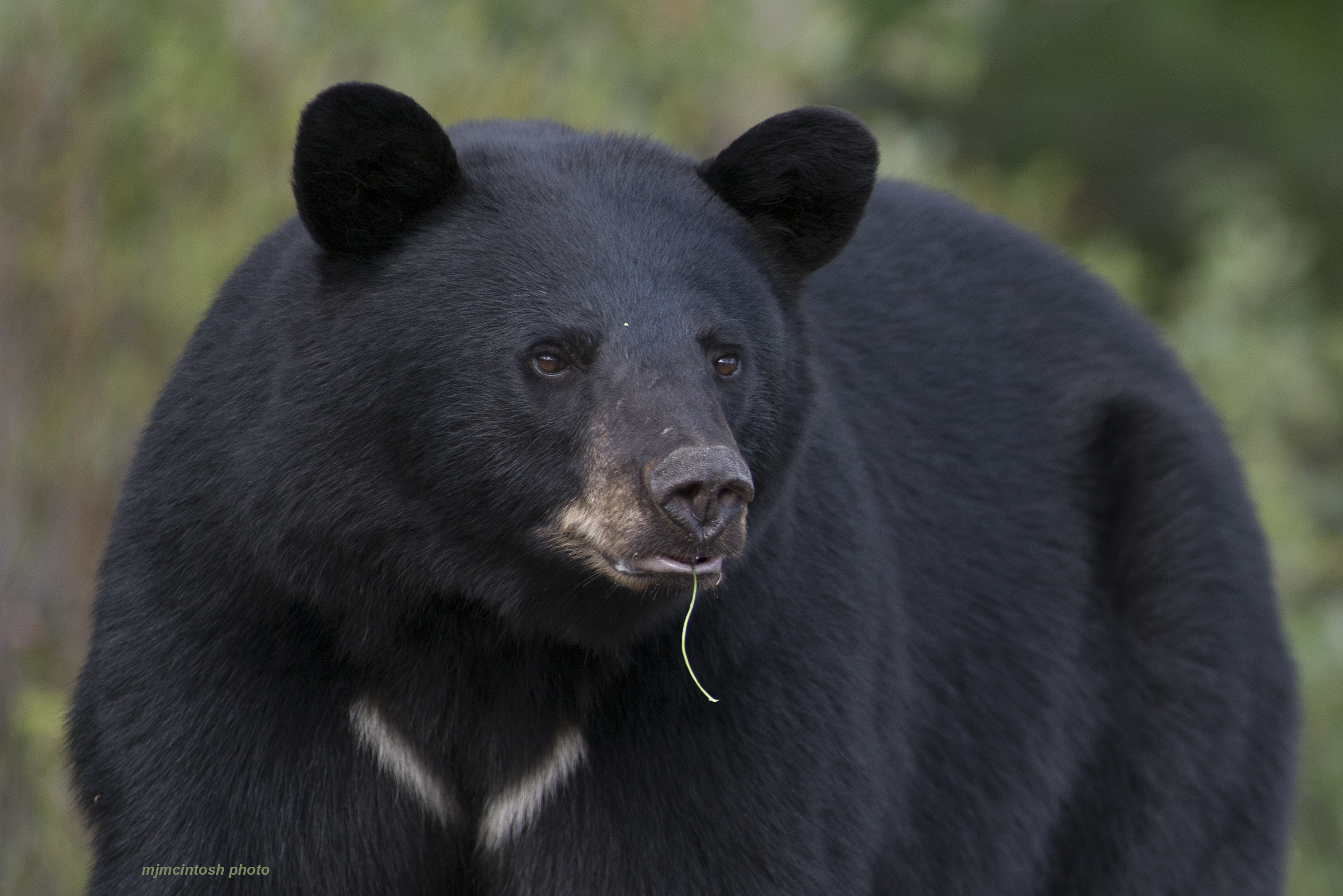 Black Bear Ecology | Wise About Bears