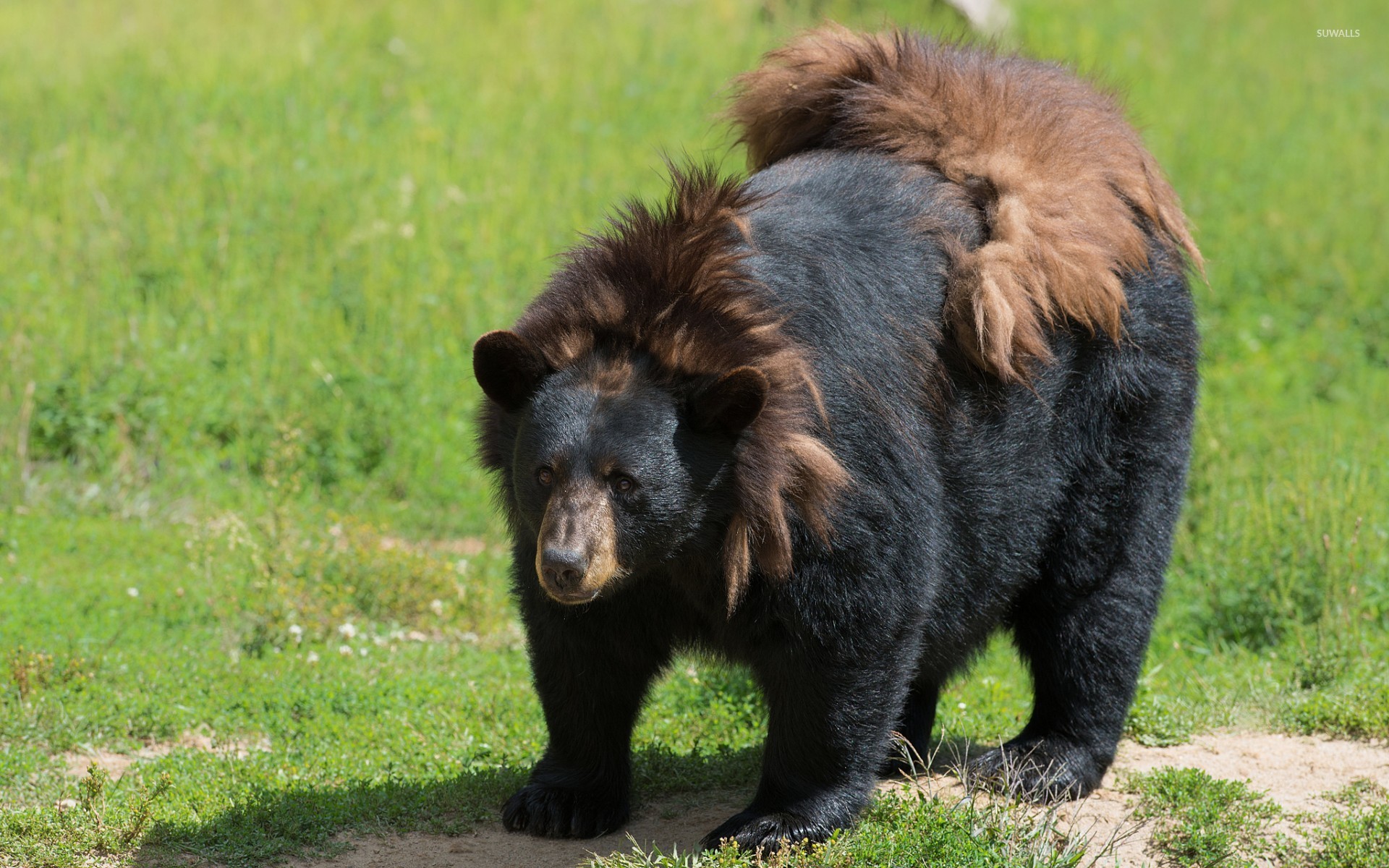 Top 75 Black Bear Wallpaper - HD Animal Spot