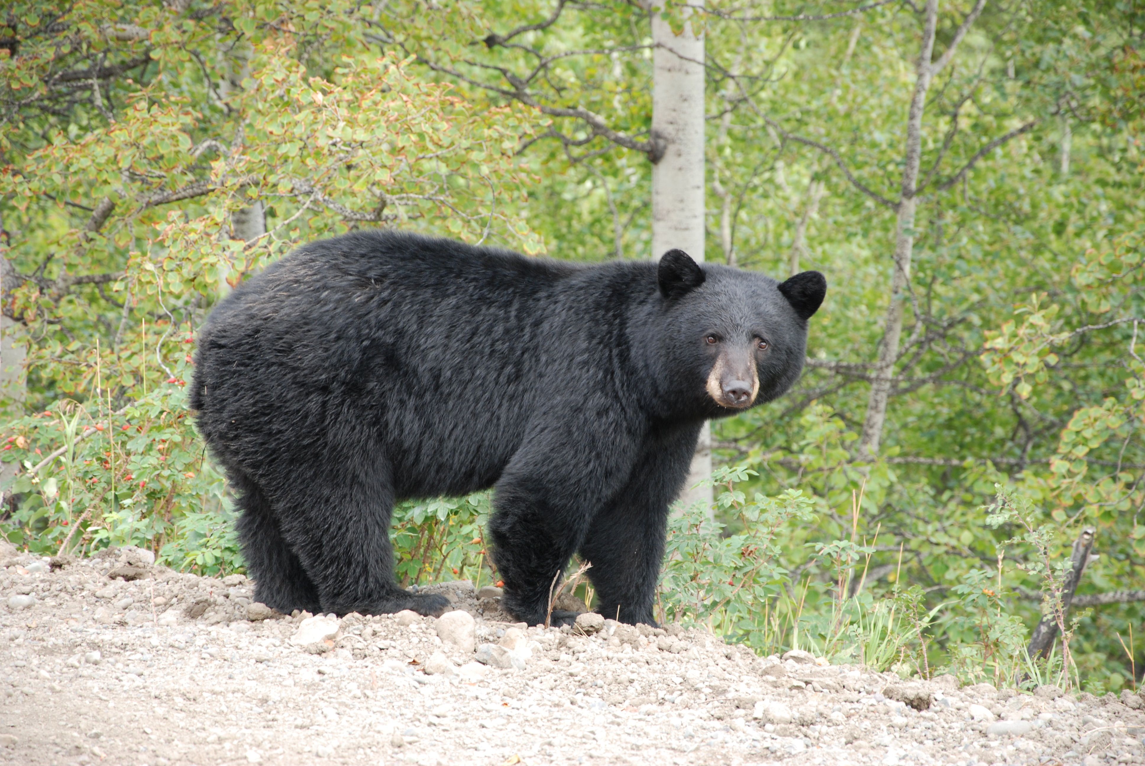 Black bears | Revelstoke Bear Aware Society » Identify a bear | GODS ...