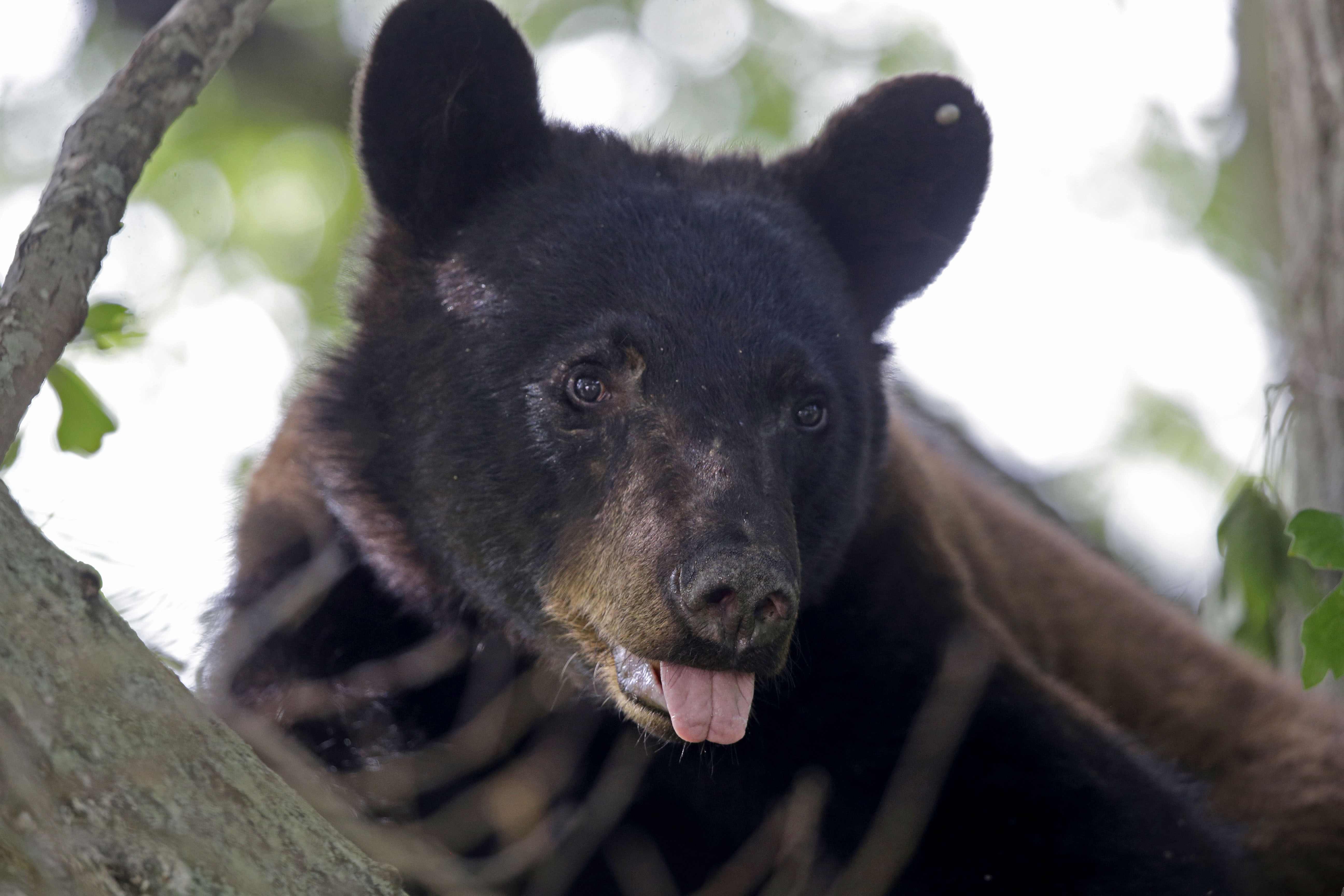 Louisiana Black Bear No Longer Endangered, Department of Interior ...